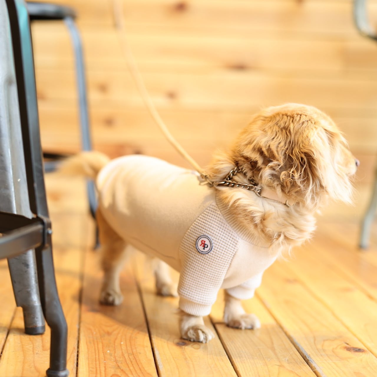 ラグラントレーナー | カニンヘンダックスとミニチュアダックス専門の