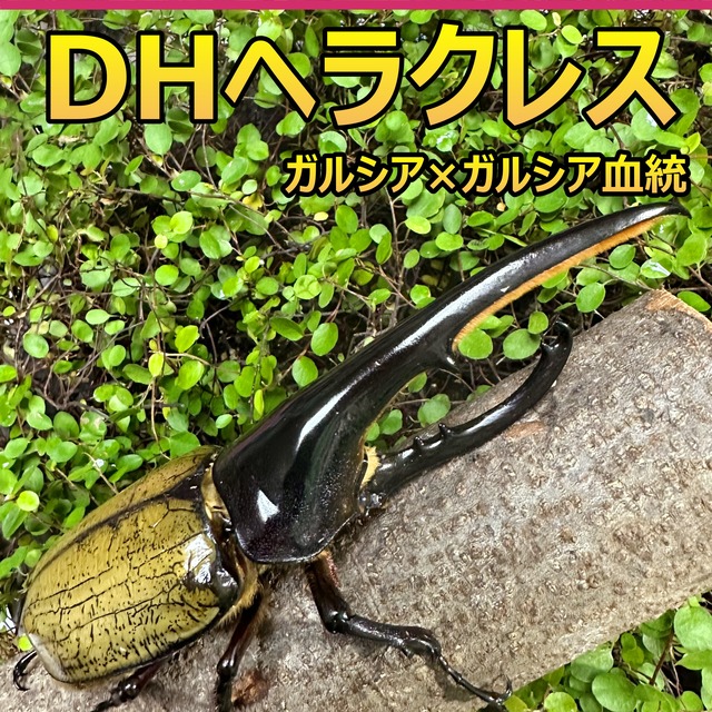 DH ヘラクレス オオカブト 成虫 ♂♀ ペア ♂162mm ♀フリーサイズ 