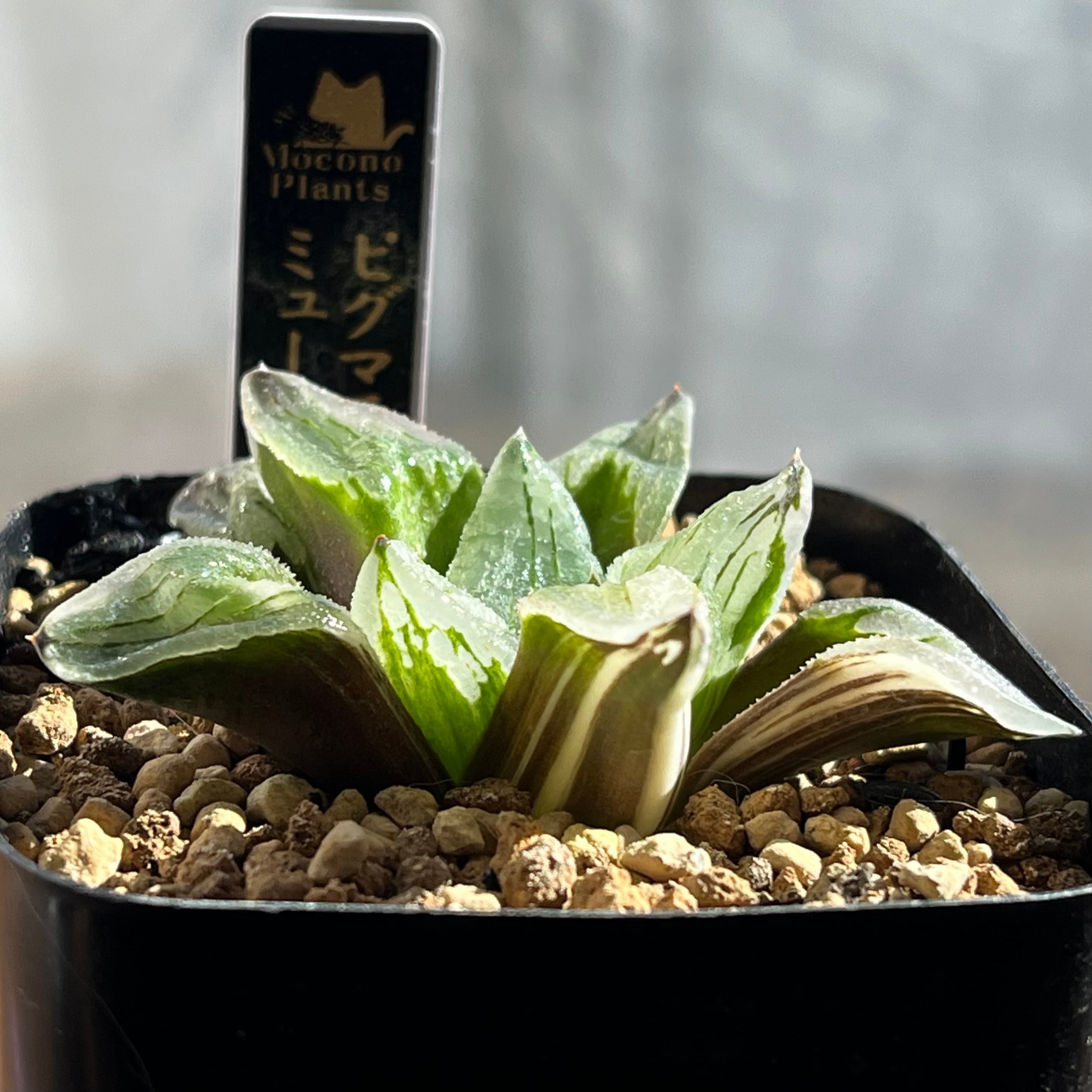 31d ハオルチア　多肉植物　ピグマエアミュータント実生錦　自家繁殖 ハオルチア ピグマエアミュータント錦 | mocono_plants