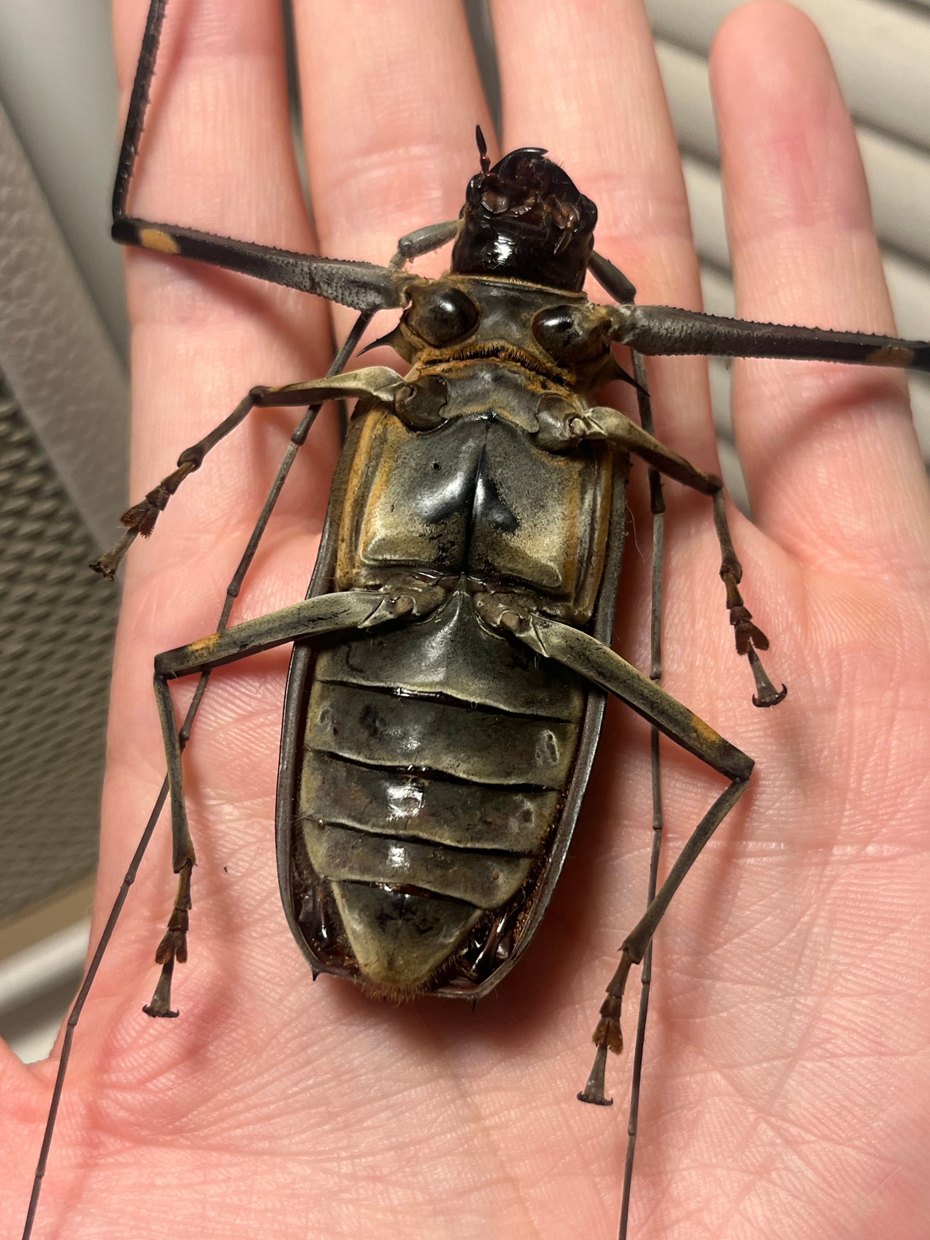 68mm♀】テナガカミキリ 昆虫標本甲虫ハムシサソリタランチュラムカデ