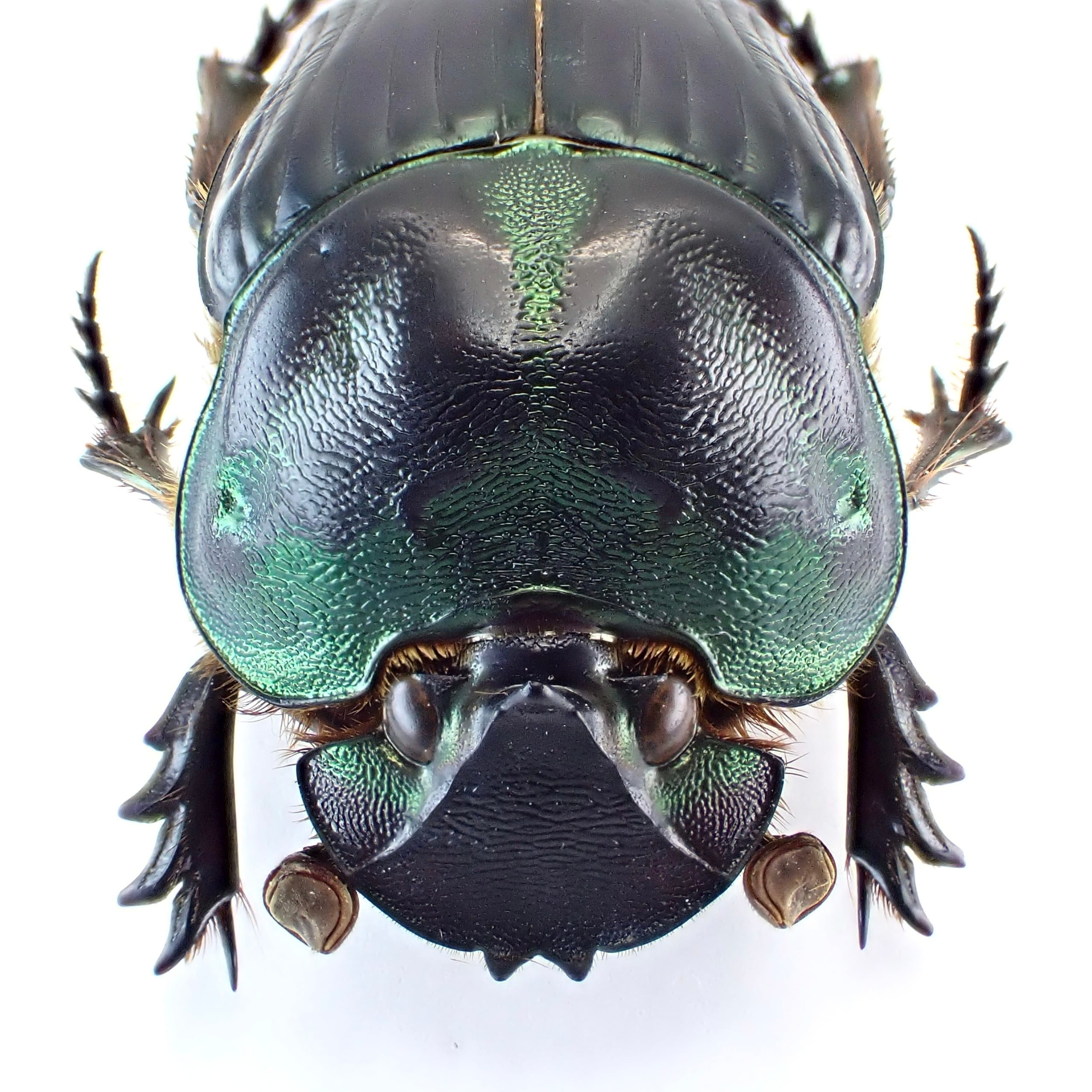 中国産 コバネカミキリ 標本 2 カミキリムシ Japanese Cerambycidae