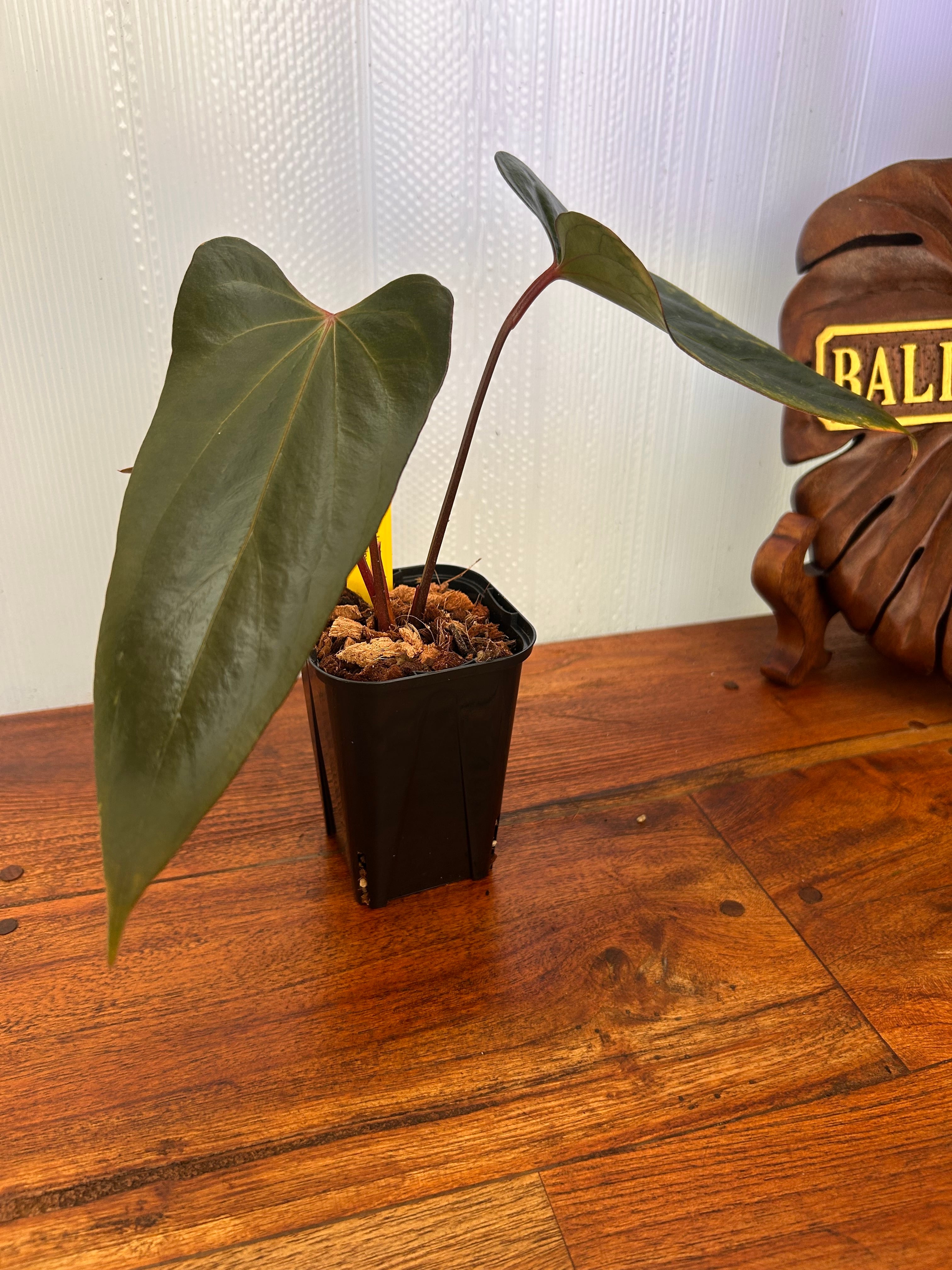 Anthurium | BALI-AN 園芸