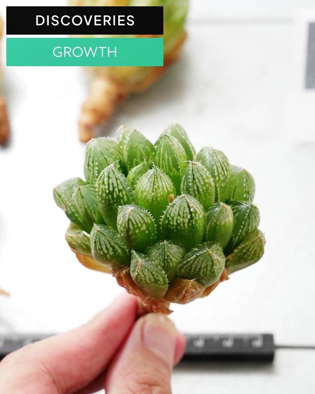 カット苗 ハオルチア 楼蘭 M Haworthia 'Lou Lan'
