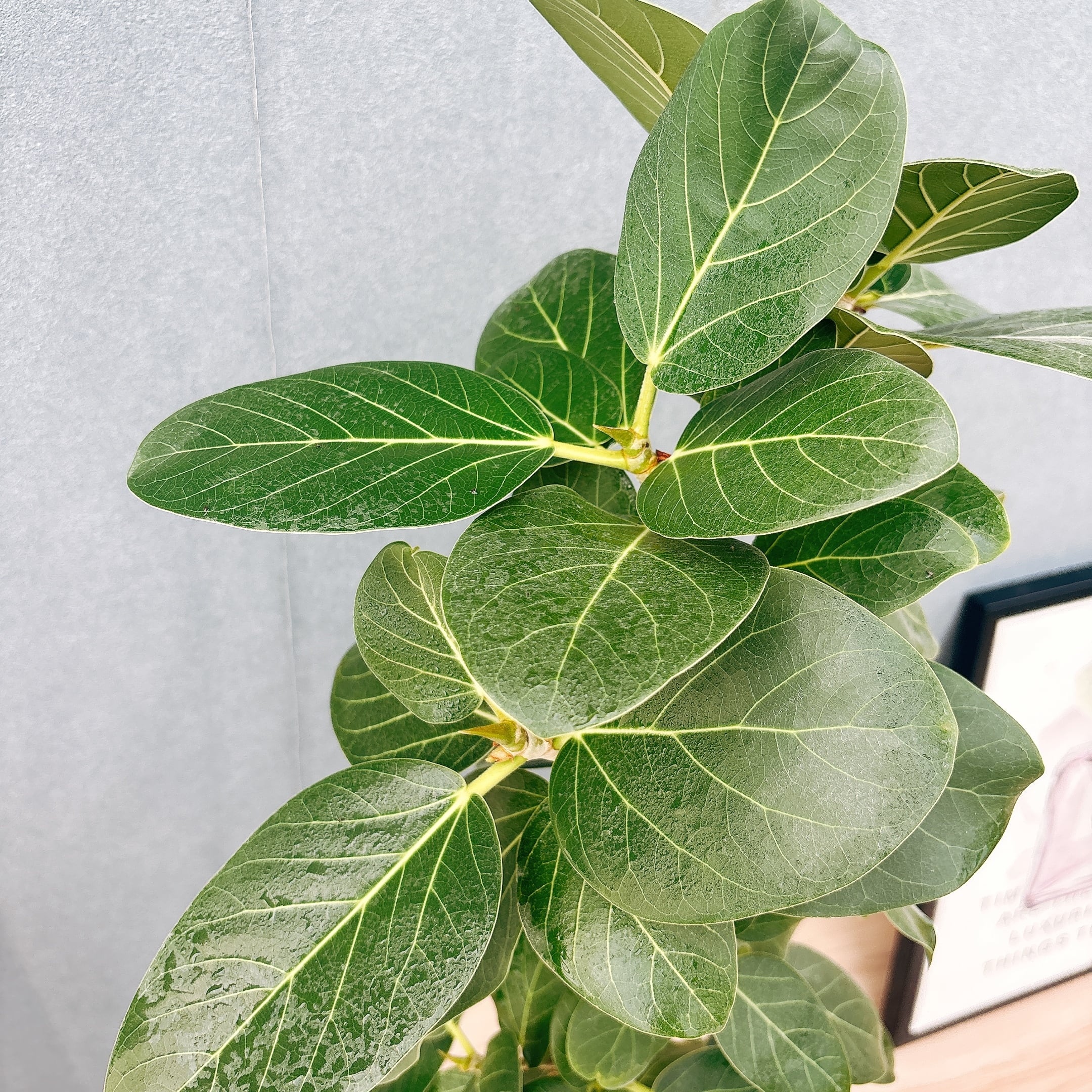 現品］99番 フィカス ベンガレンシス 曲がり 8号 観葉植物 室内 大型