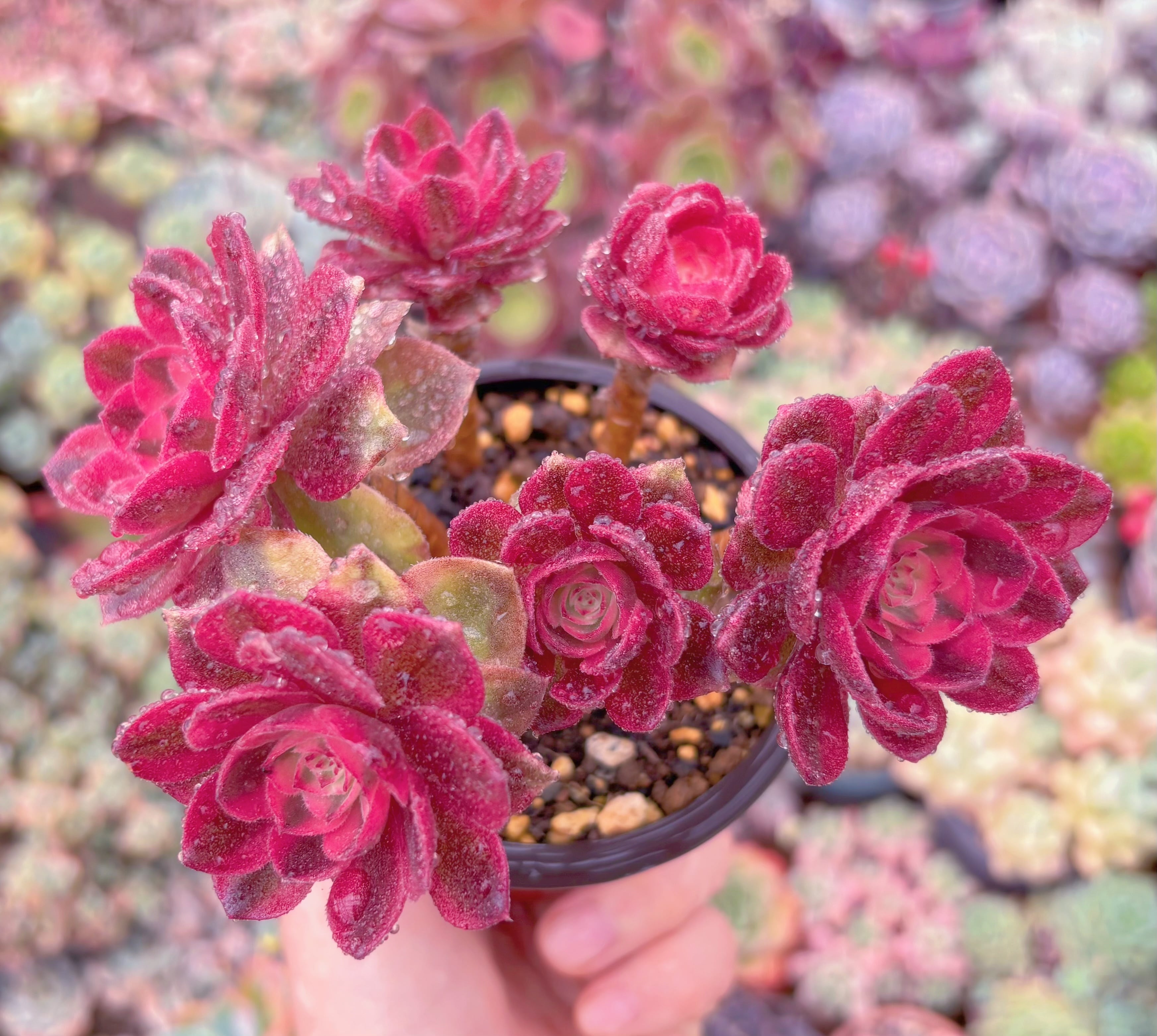 現品　ハロウィン白錦#885　群生　るる農園