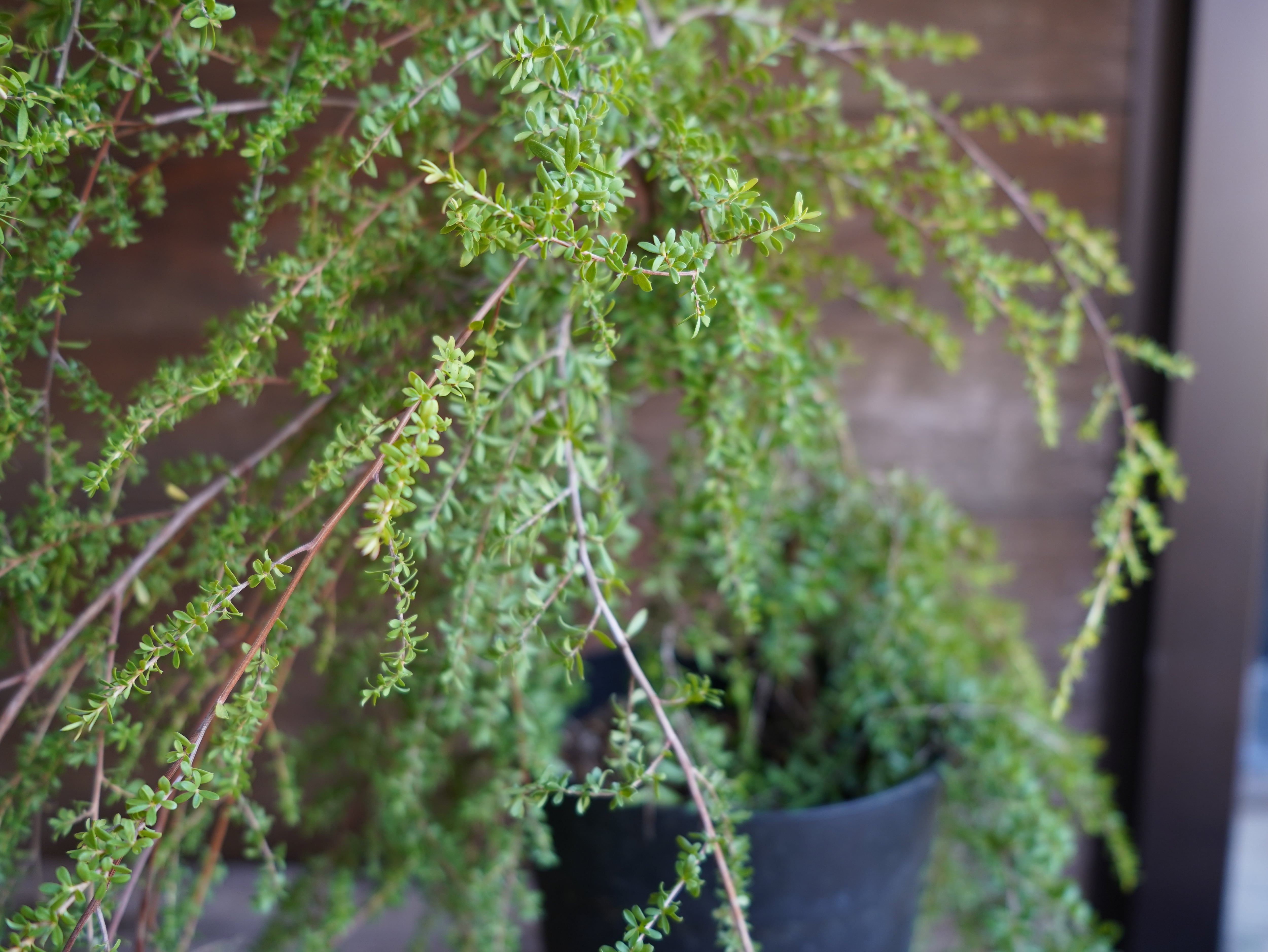 【現物】レプトスペルマム ”バーチカルドロップ” A