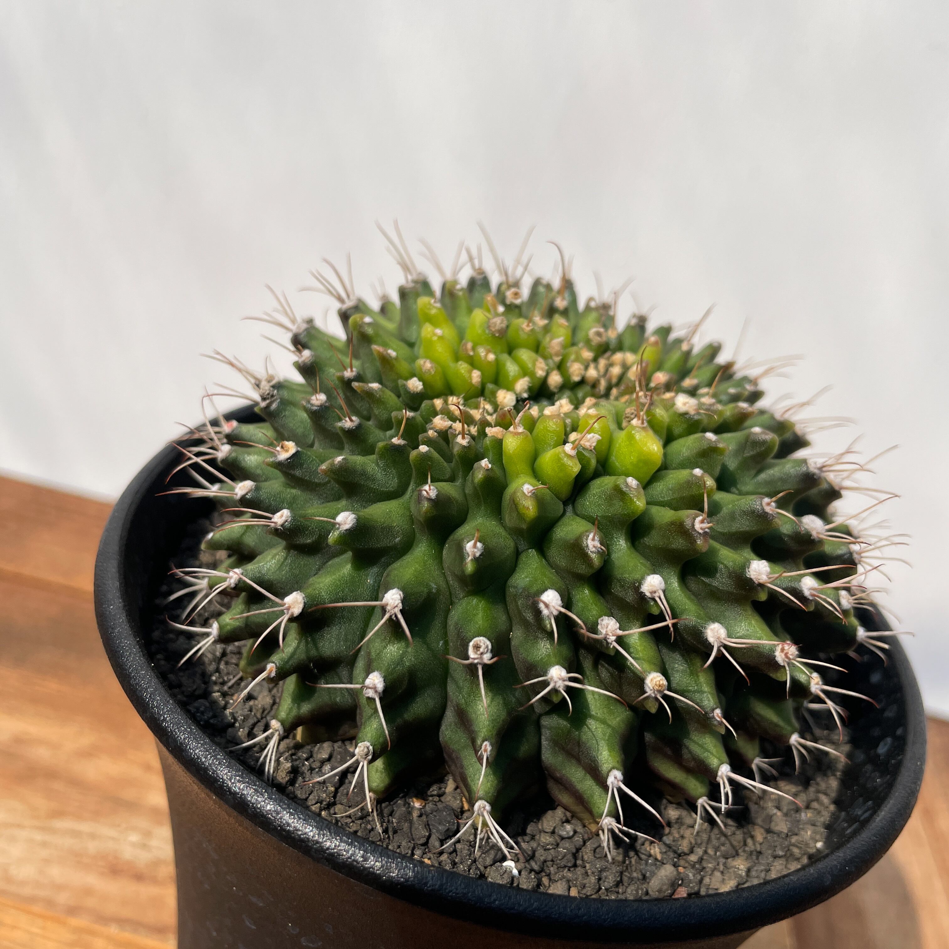 Gymnocalycium mihanovichii【ギムノカリキウム・ミハノビッチ棘なし