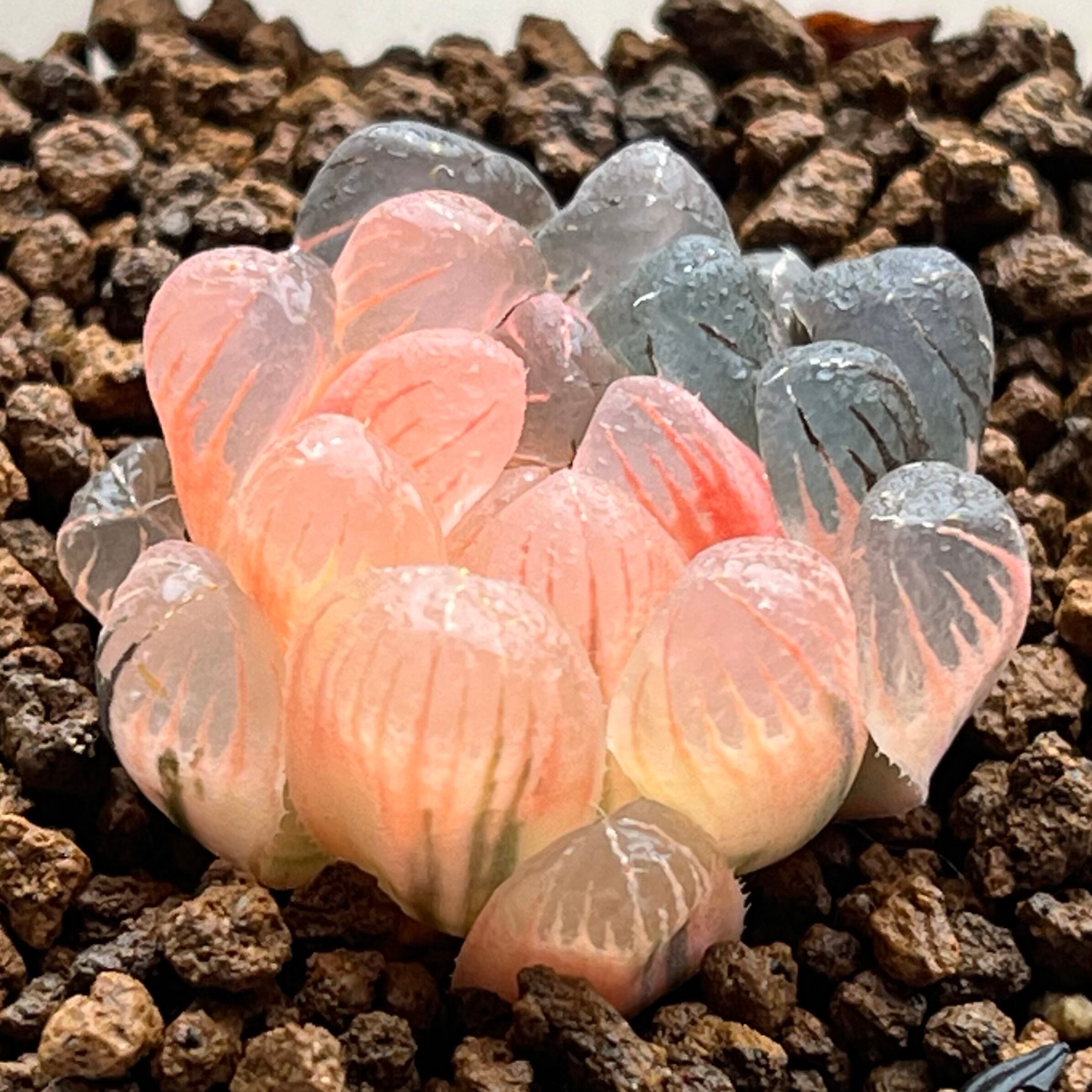 ハオルチア ドドソン紫オブツーサ錦 | mocono_plants