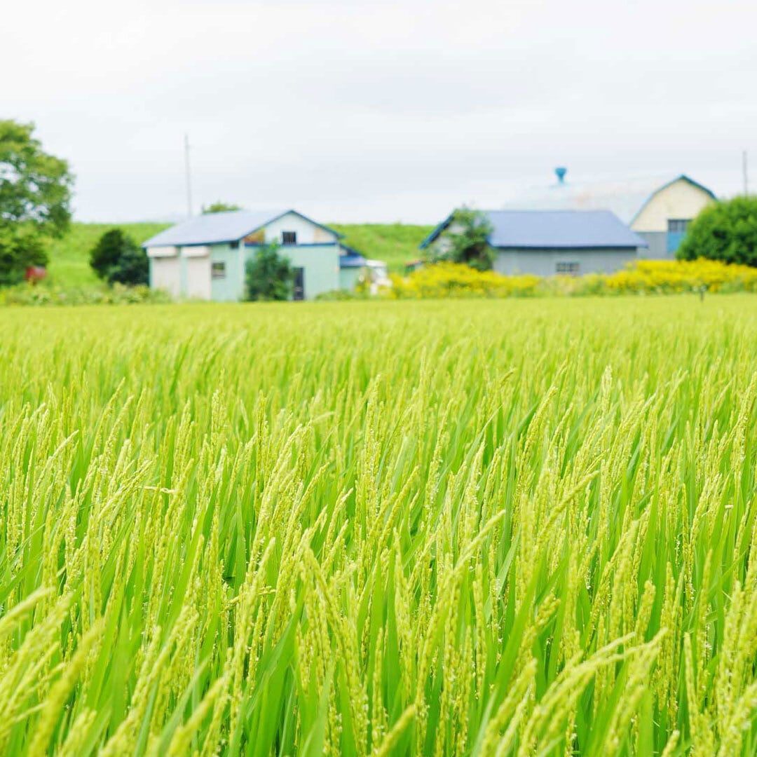 玄米 10kg 減農薬 ななつぼし 令和7年産 | お米の今田屋