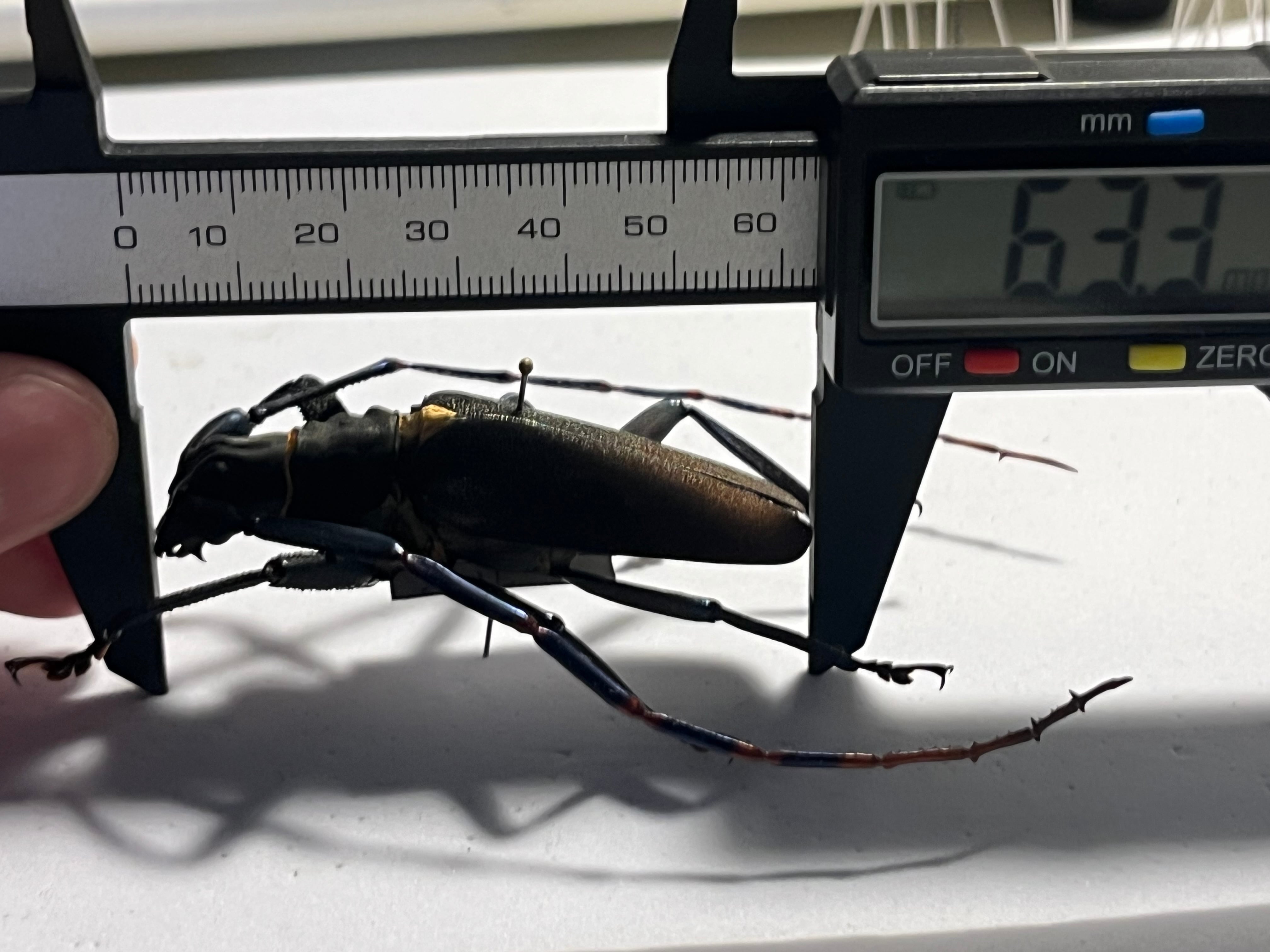 63mm】Mallaspis scutellarisカミキリ 標本ナンベイオオタガメ