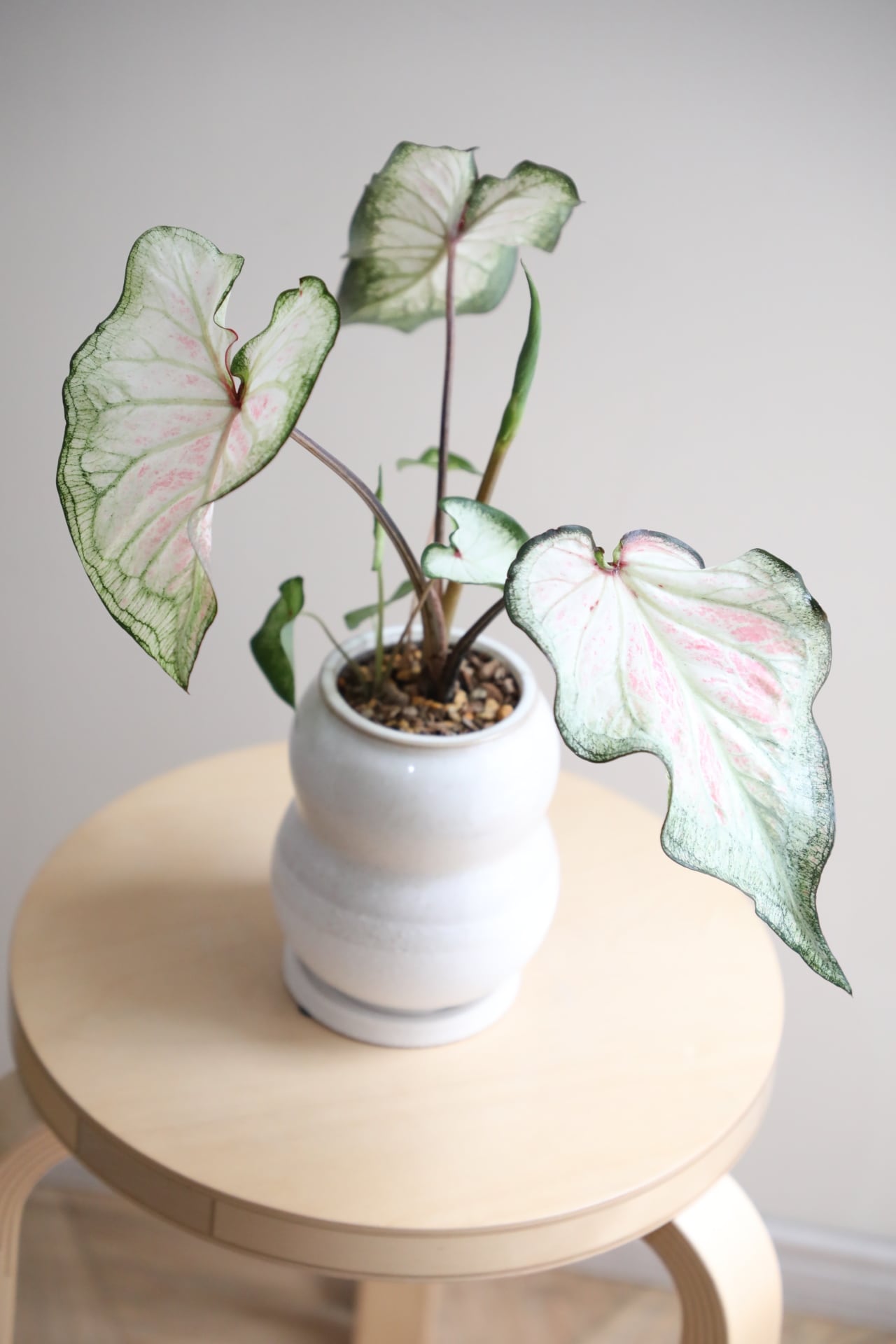S】カラジウム ホワイトワンダー/Caladium | 【厳選植物・器】MIDORI