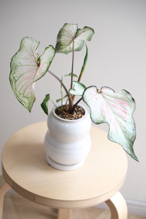 【S】カラジウム ホワイトワンダー/Caladium