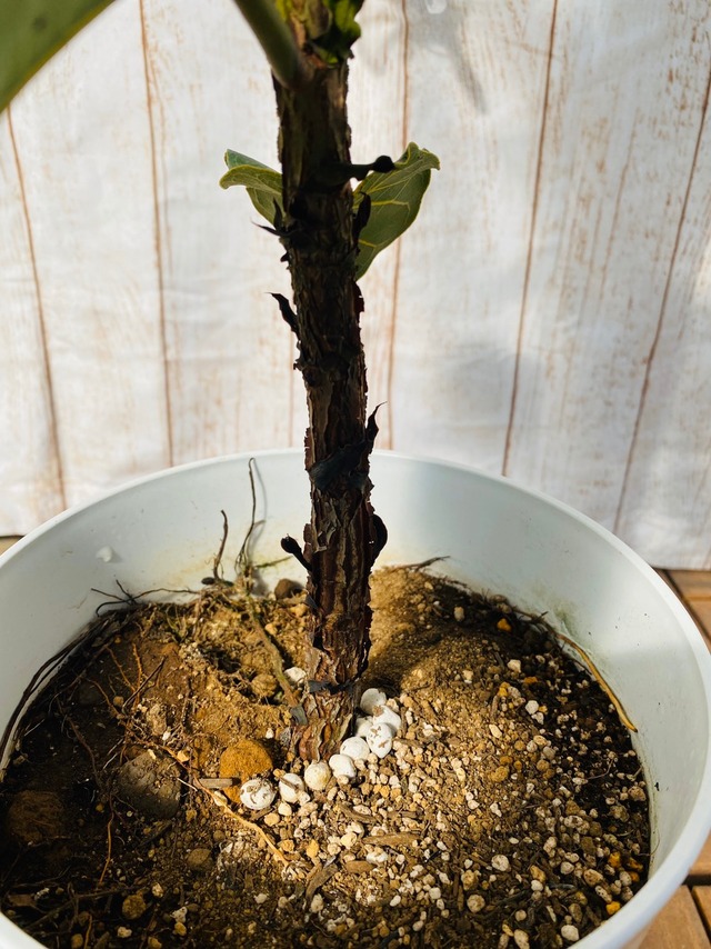 観葉植物　フィカス・バンビーノ　枝　7号鉢