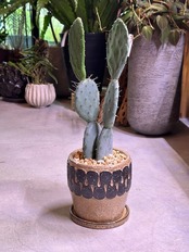 ウチワサボテン　大丸盆