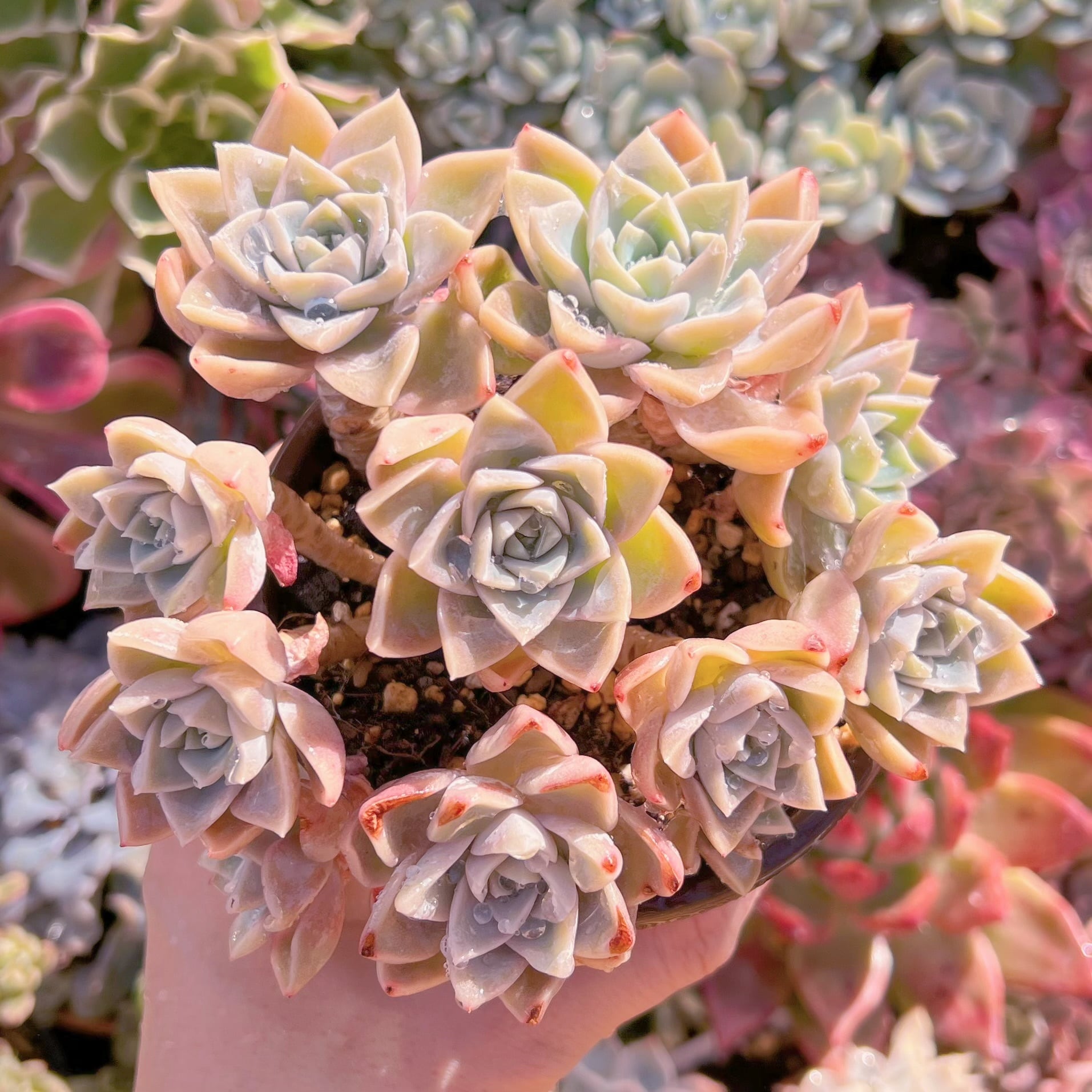 現品　ラブリーローズx白牡丹#249   るる農園