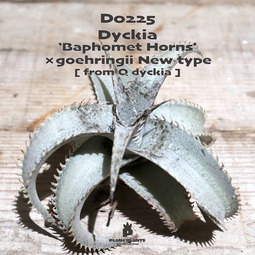 【送料無料】'Baphomet Horns' × goehringii New form《ベアルート株》〔ディッキア〕現品発送D0225