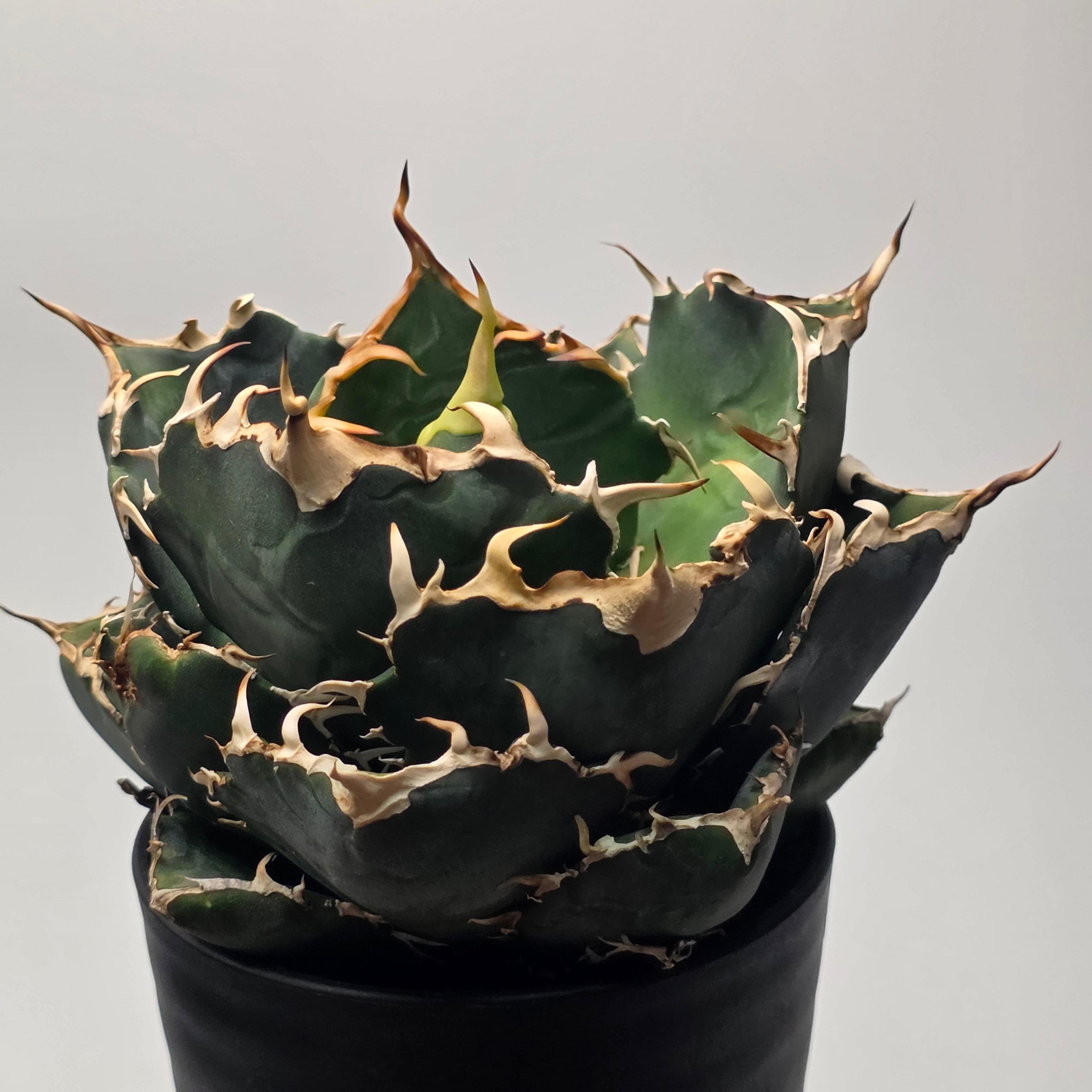 アガベ チタノタ 白鯨 (Agave titanota 'Hakugei') | BRIDGE GARDEN