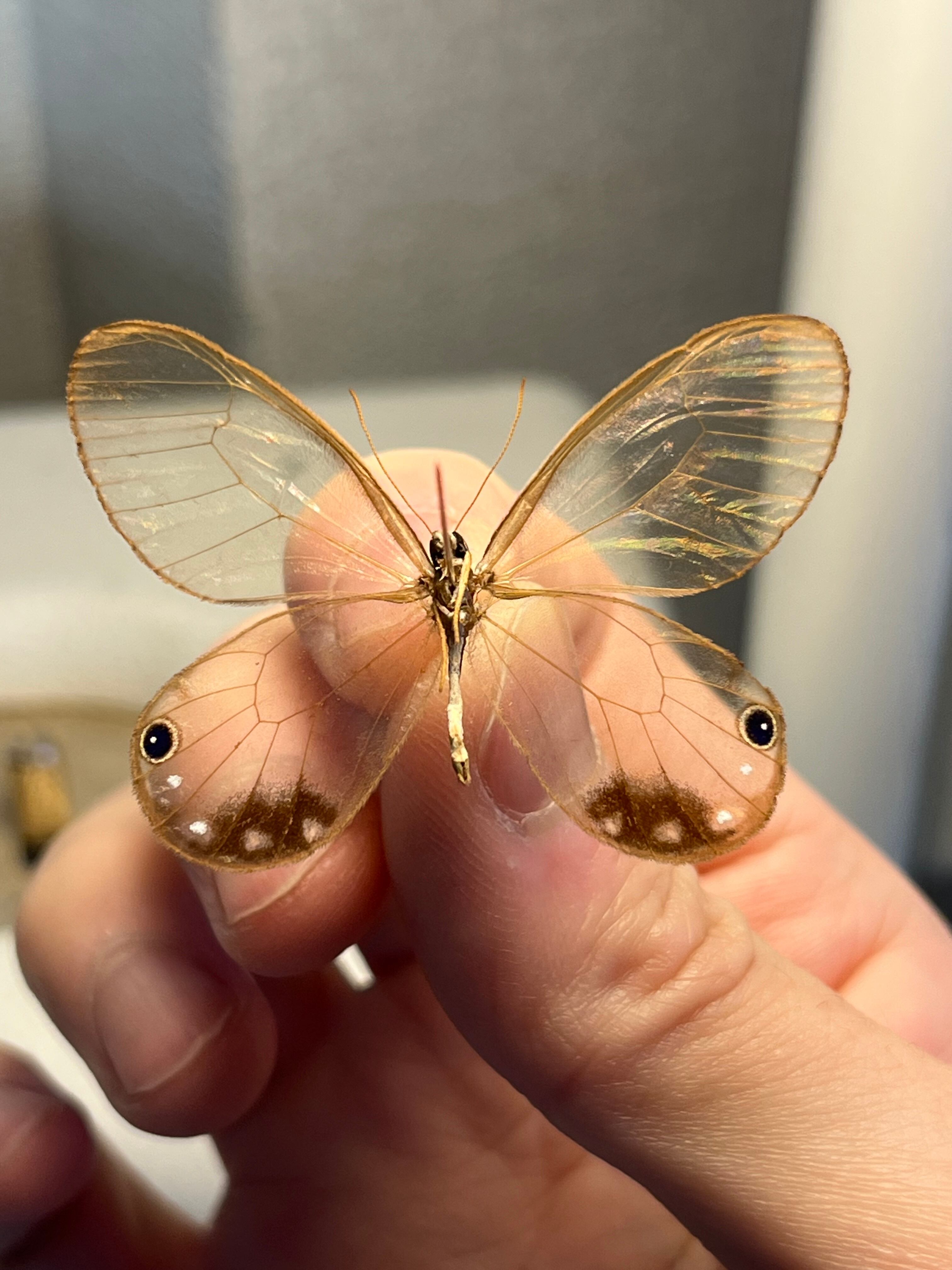 属内最高峰】ルリモンスカシジャノメ アンドロメダスカシジャノメ