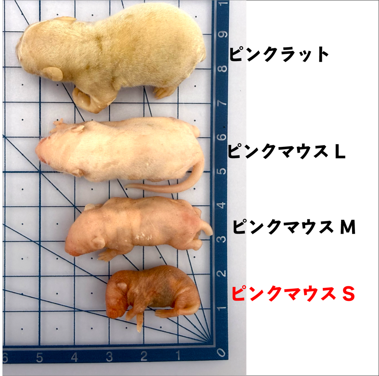 ピンクマウス S 1匹
