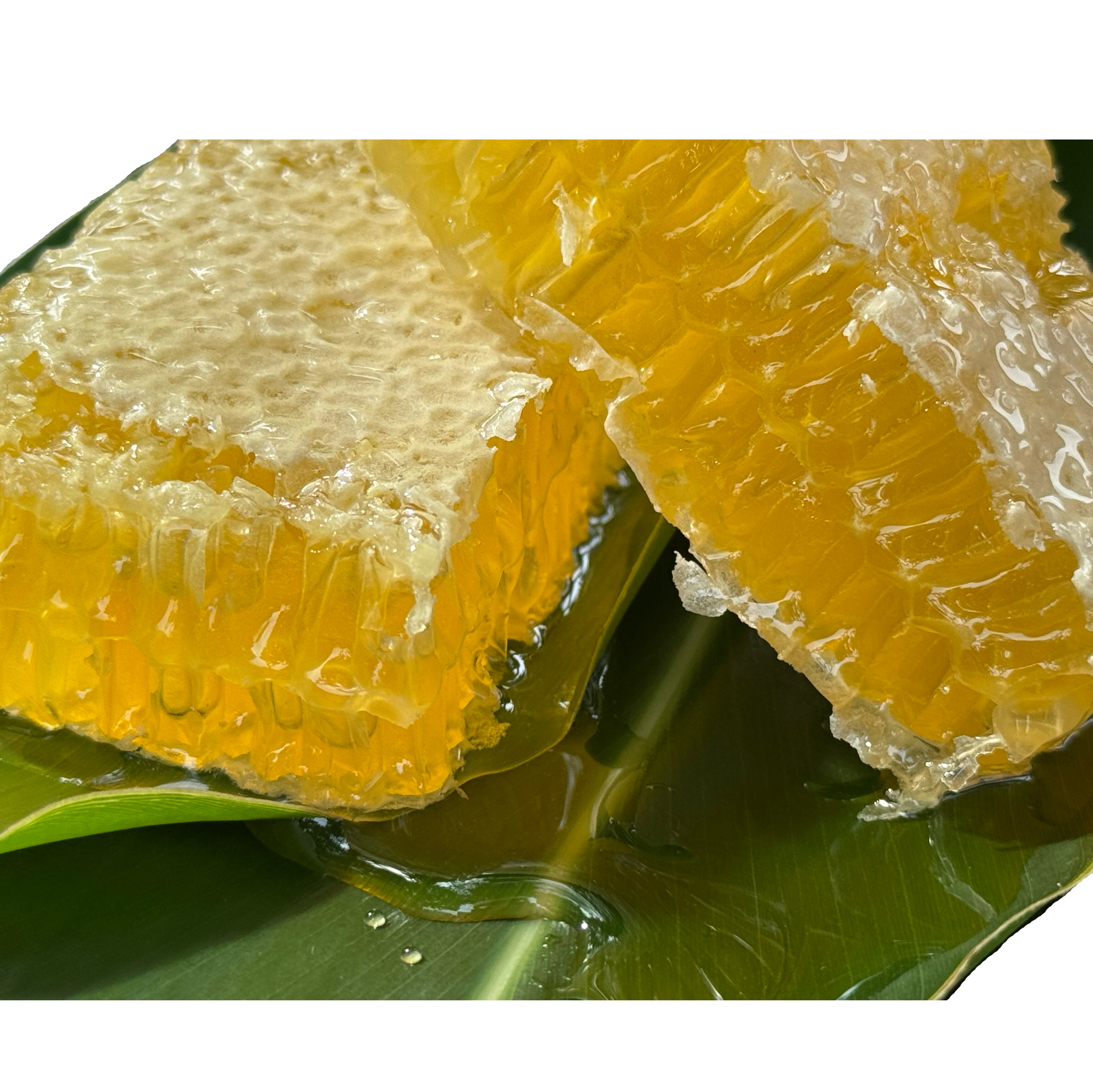 原生林のはちみつ 600g | PARADISE STORE