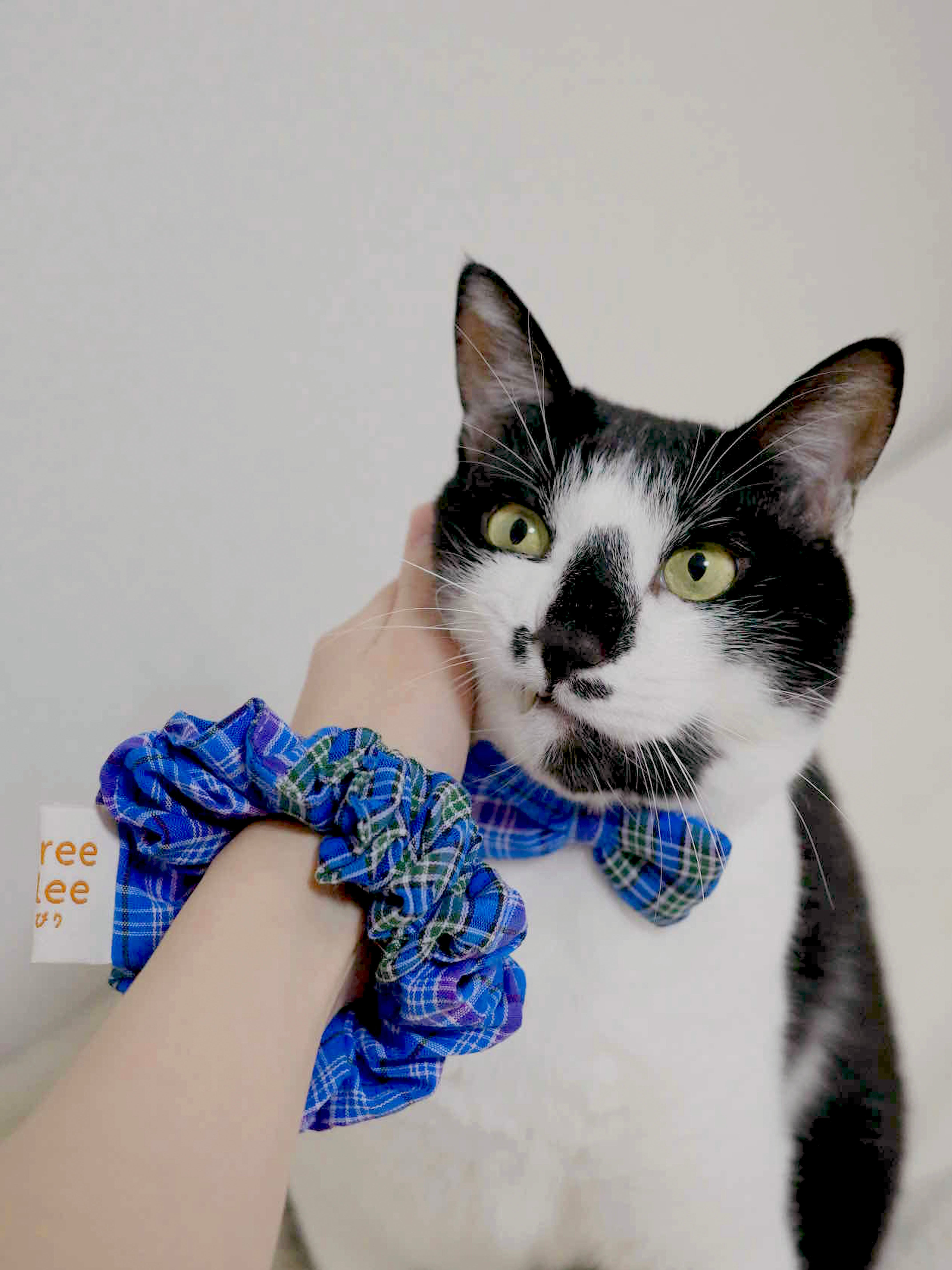 猫用リボン付き首輪｜肌にやさしいコットン素材｜*シュシュは