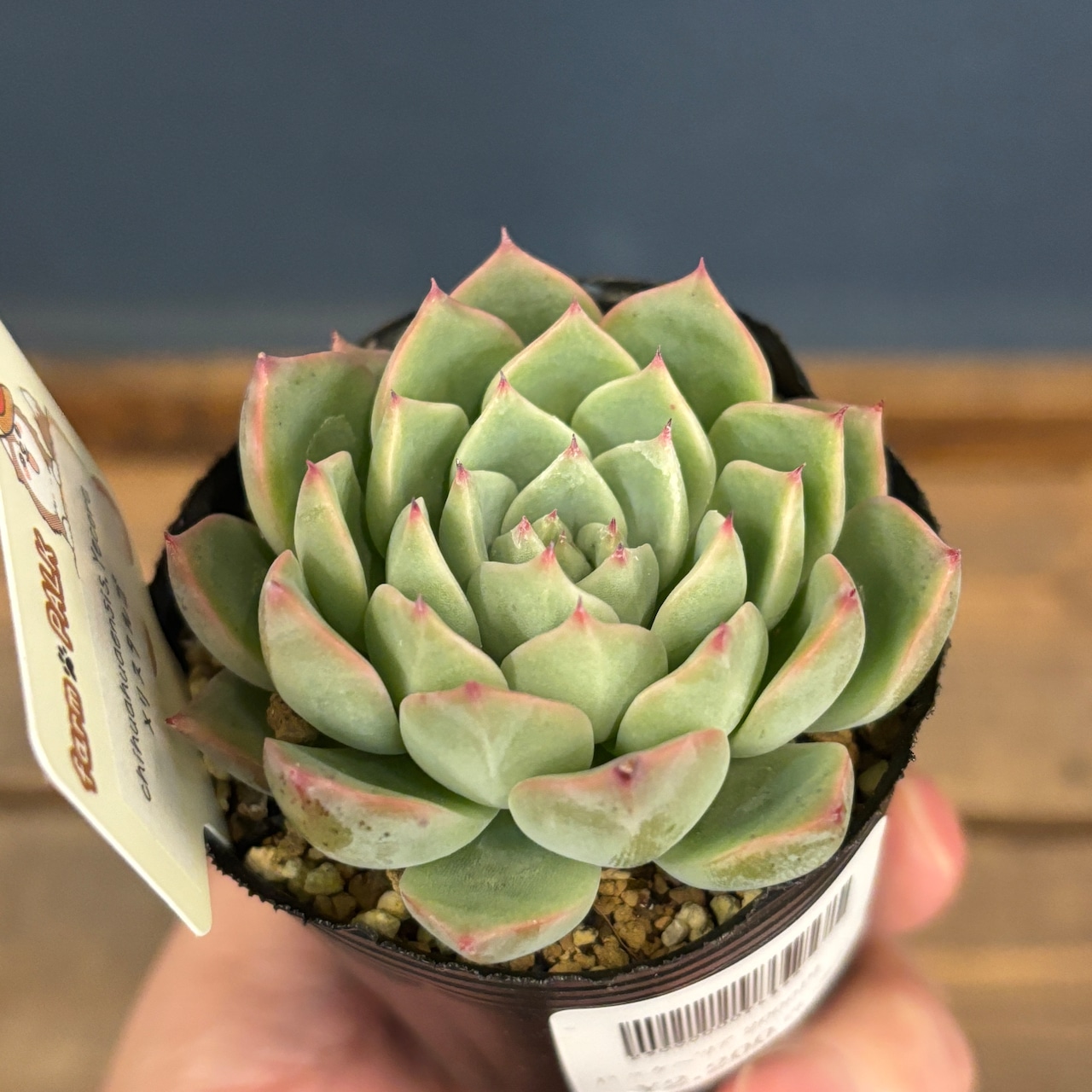 farmPALKさん苗 エケベリア chihuahuaensis, Yecora × リスタルゴ【099】