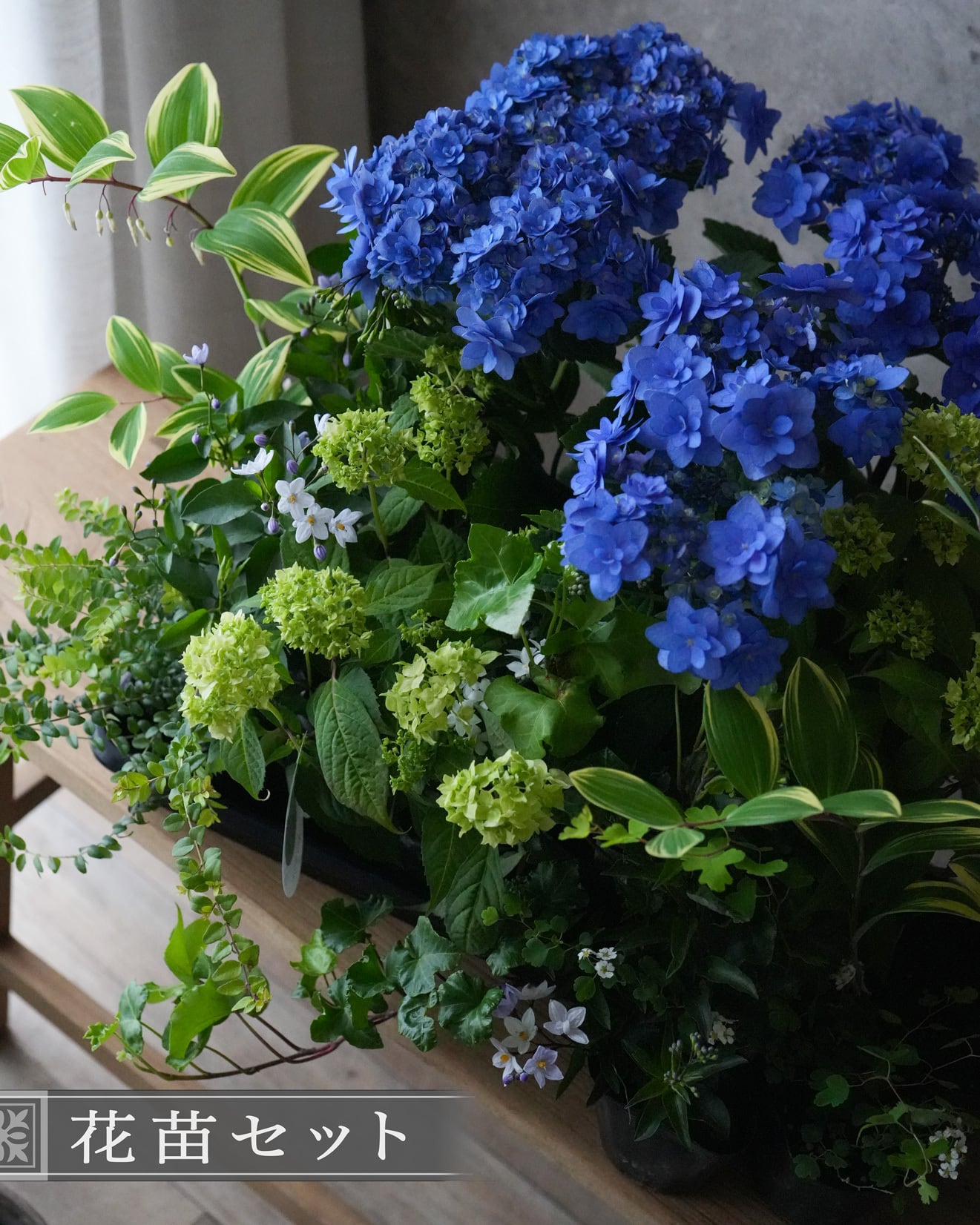 花苗セット（セット販売） | アトリエ ヴィネット（花苗・鉢・寄せ植え
