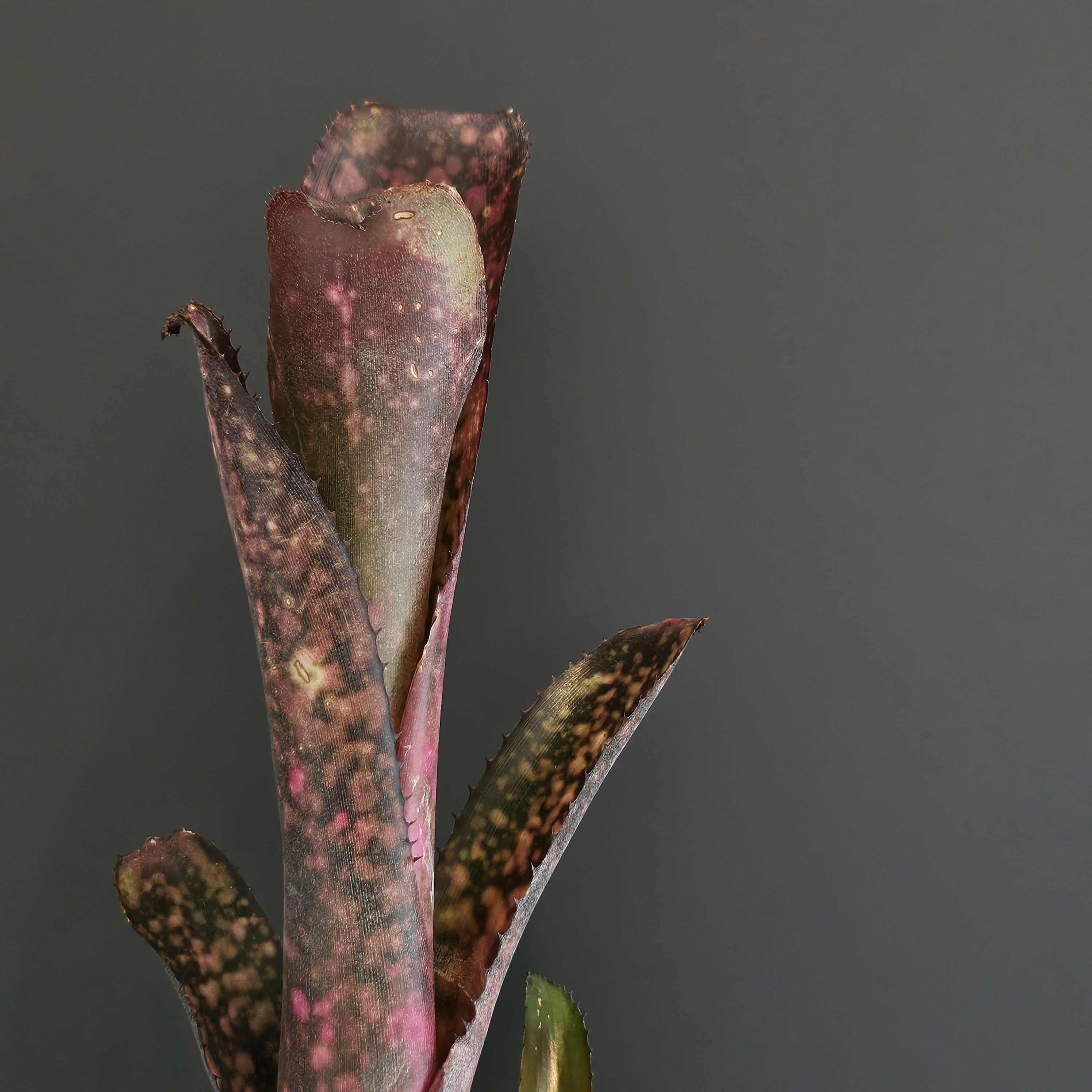 ビルベルギア ハイブリッド 43 Billbergia Hybrid 43 | Plants Baka