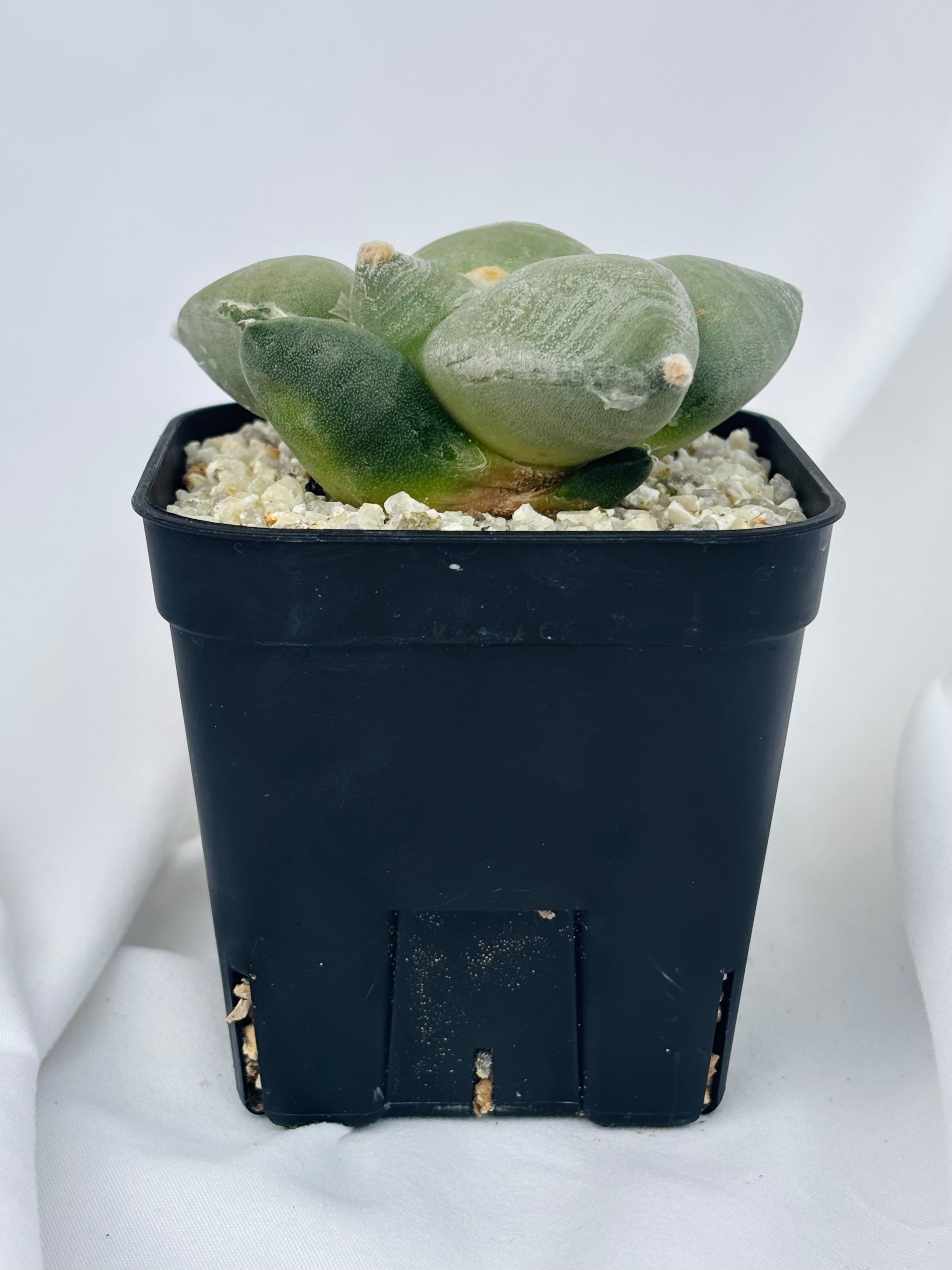 Ariocarpus furfuraceus f. アリオカルプス 大疣青磁牡丹 サボテン