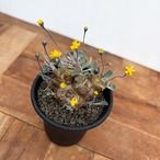 Othonna cacalioides【オトンナ・カカリオイデス】