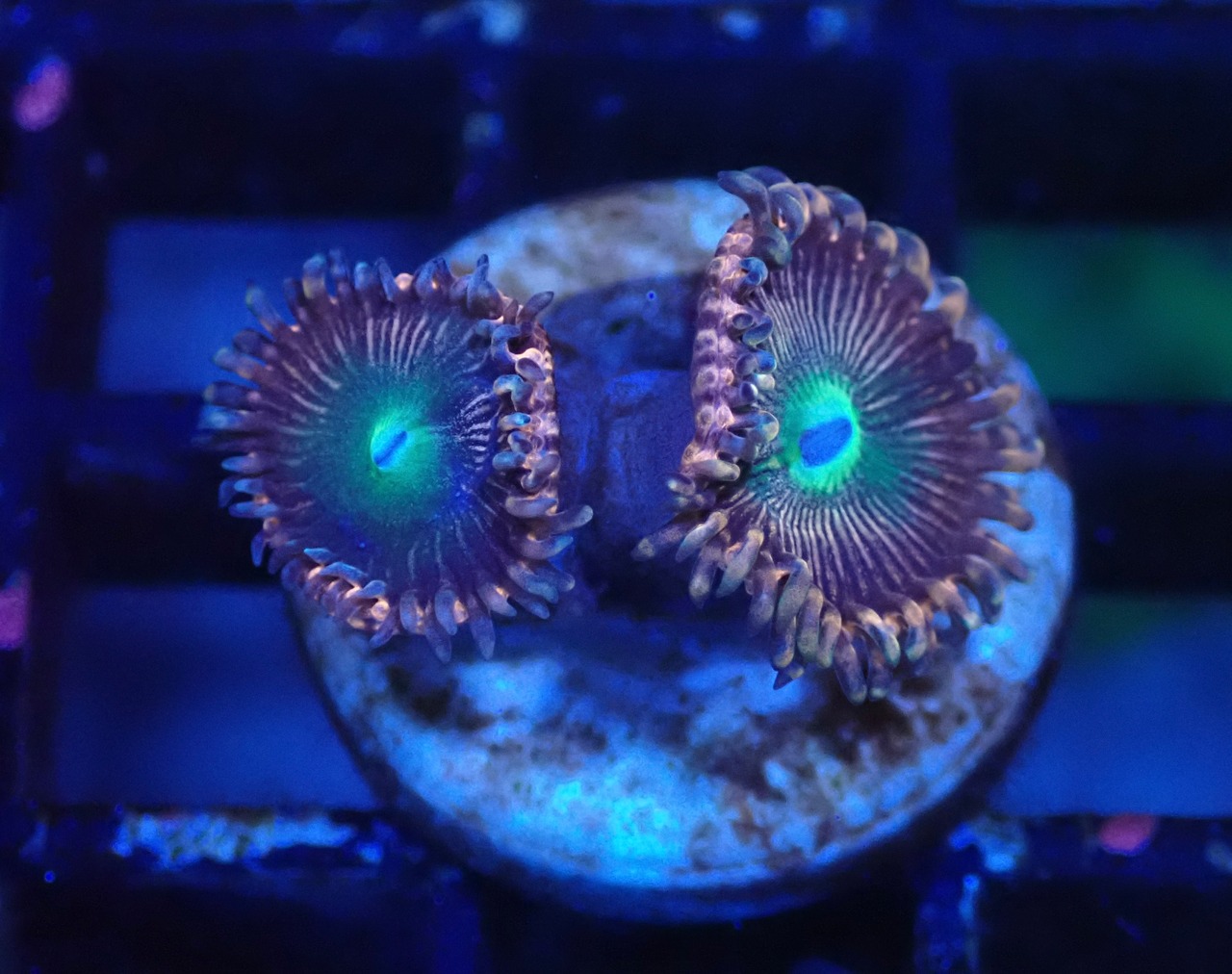 Zoanthus Pink 2