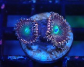 Zoanthus Pink 2