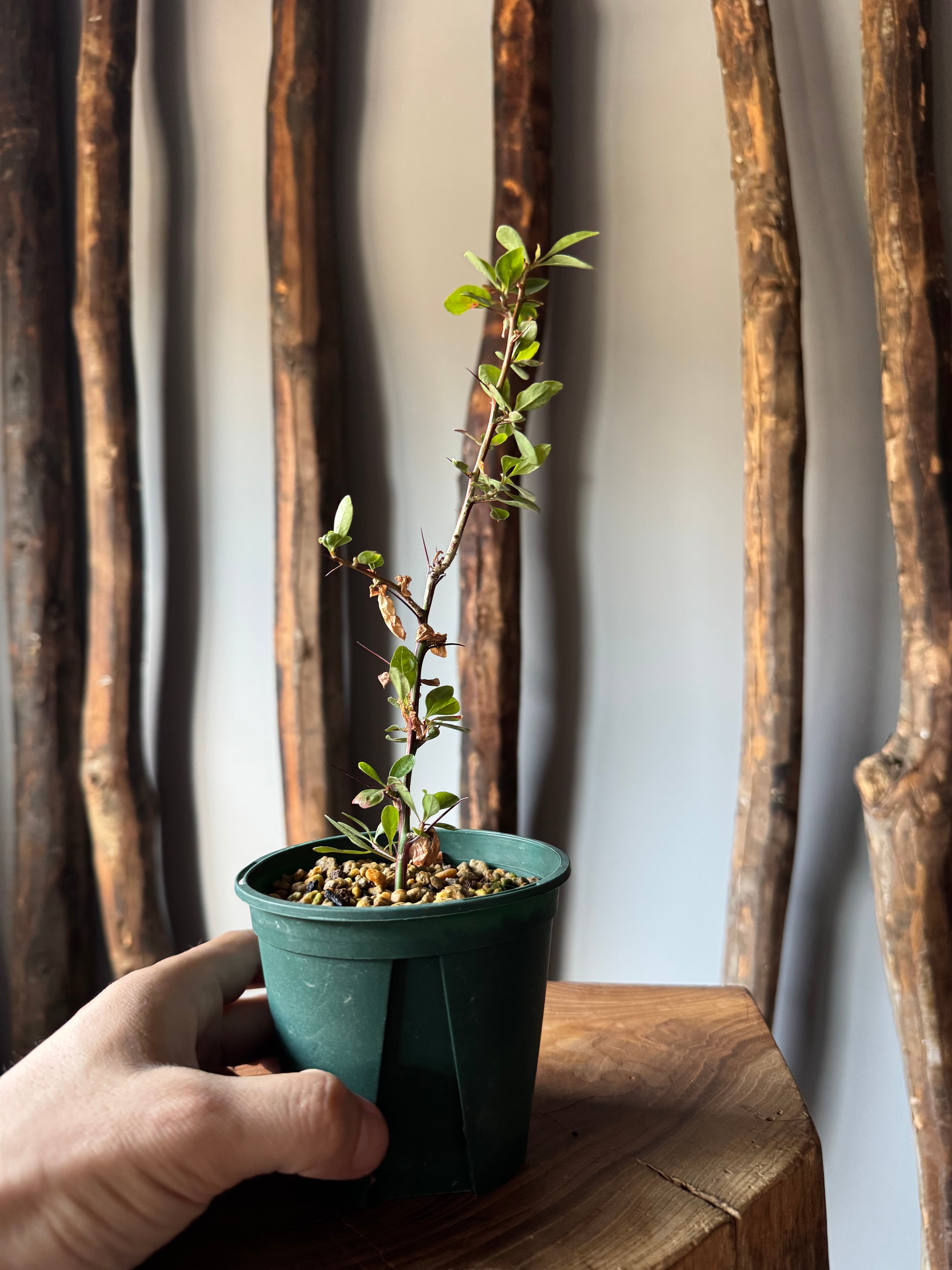 08 Fouquieria fasciculata フォークイエリア ファシクラータ 挿し木