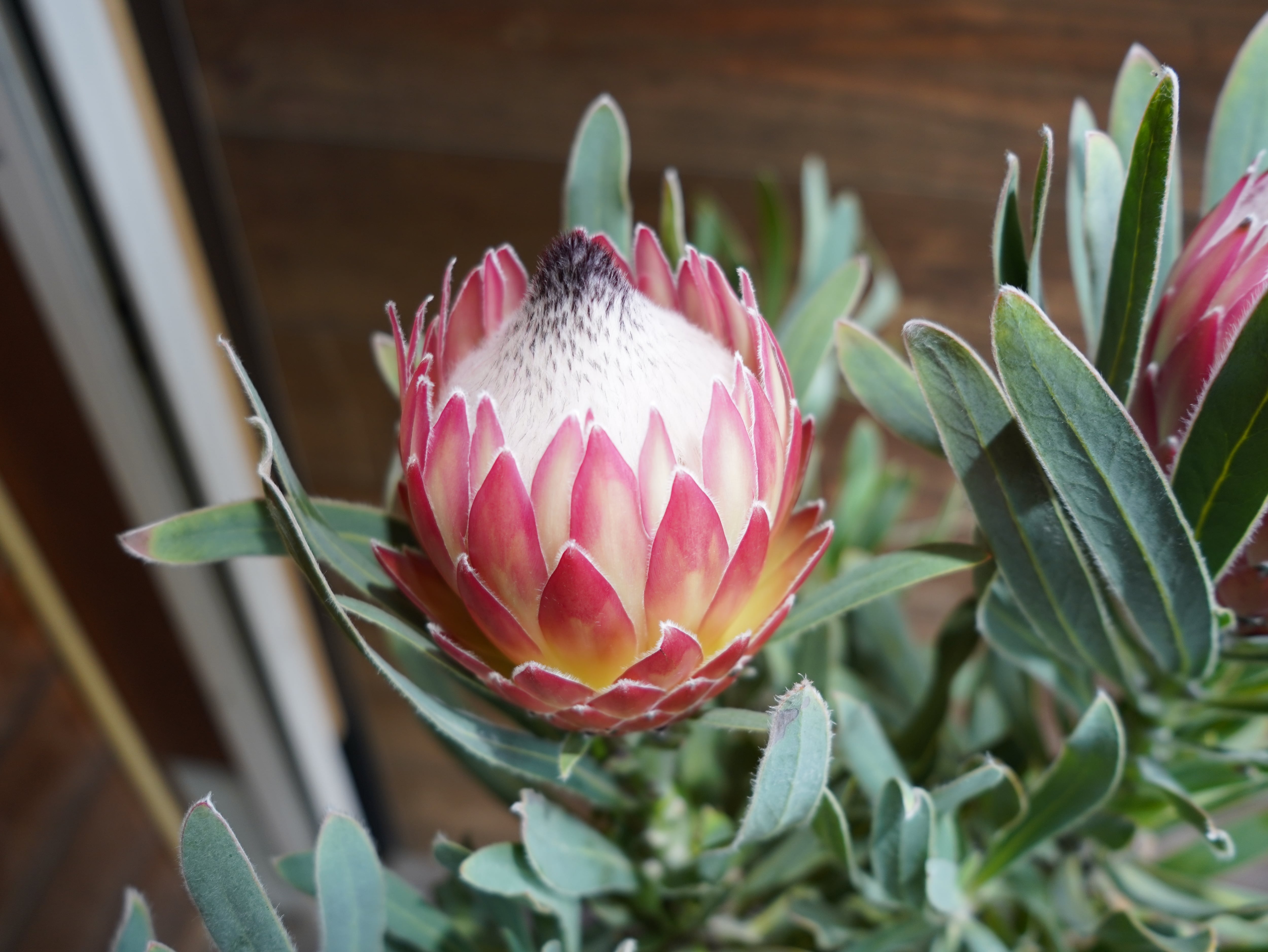 【現物】プロテア　”ポッサムマジック”