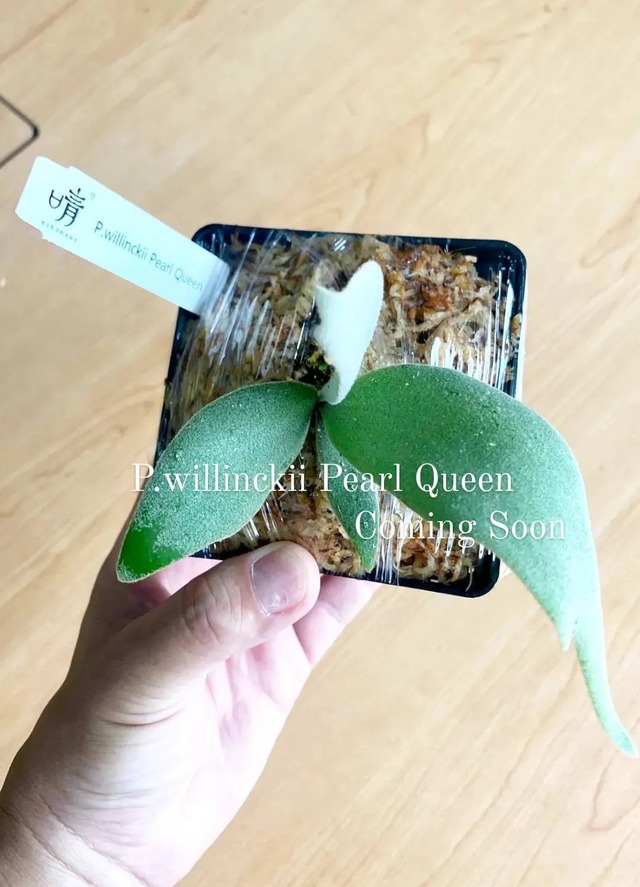 P.willinckii Pearl Queen【artPLANTs】ビカクシダ/Platycerium