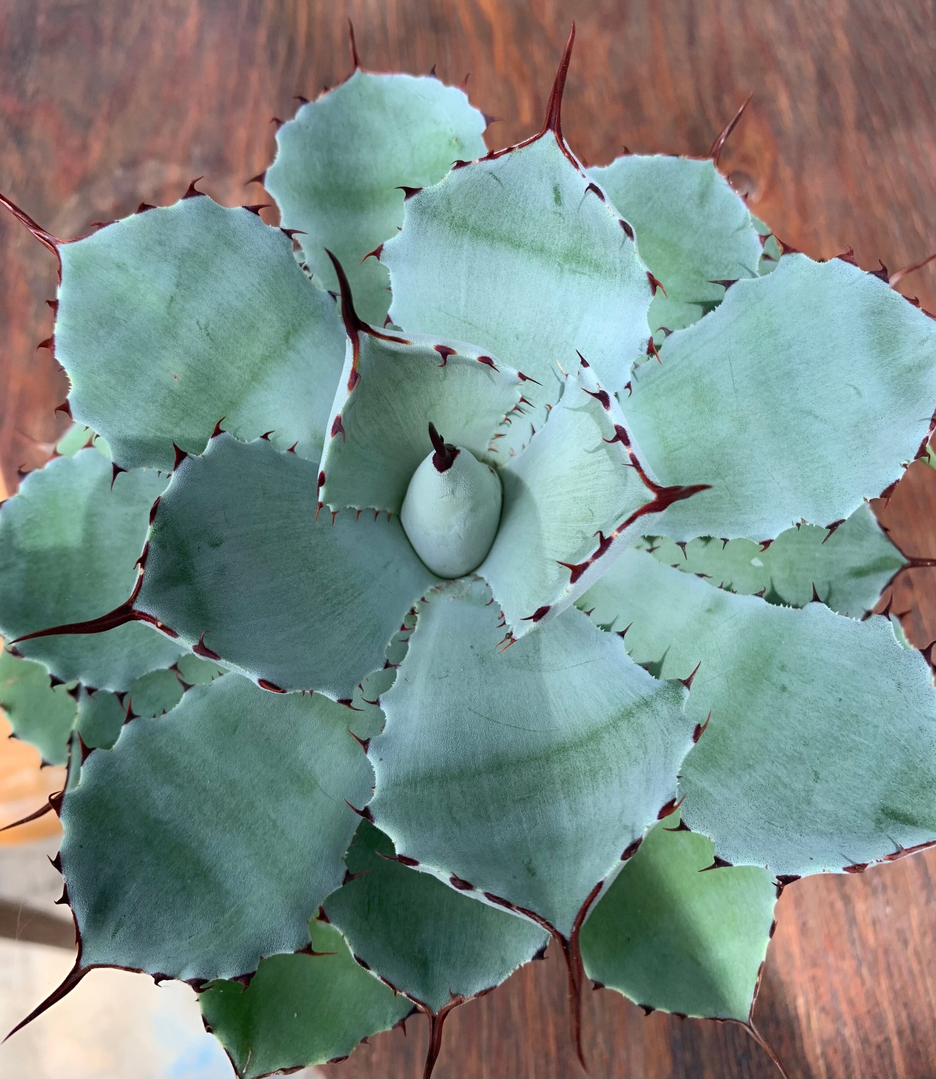 多肉植物 アガベ 黄覆輪笹の雪 A（Agave victoriae-reginae