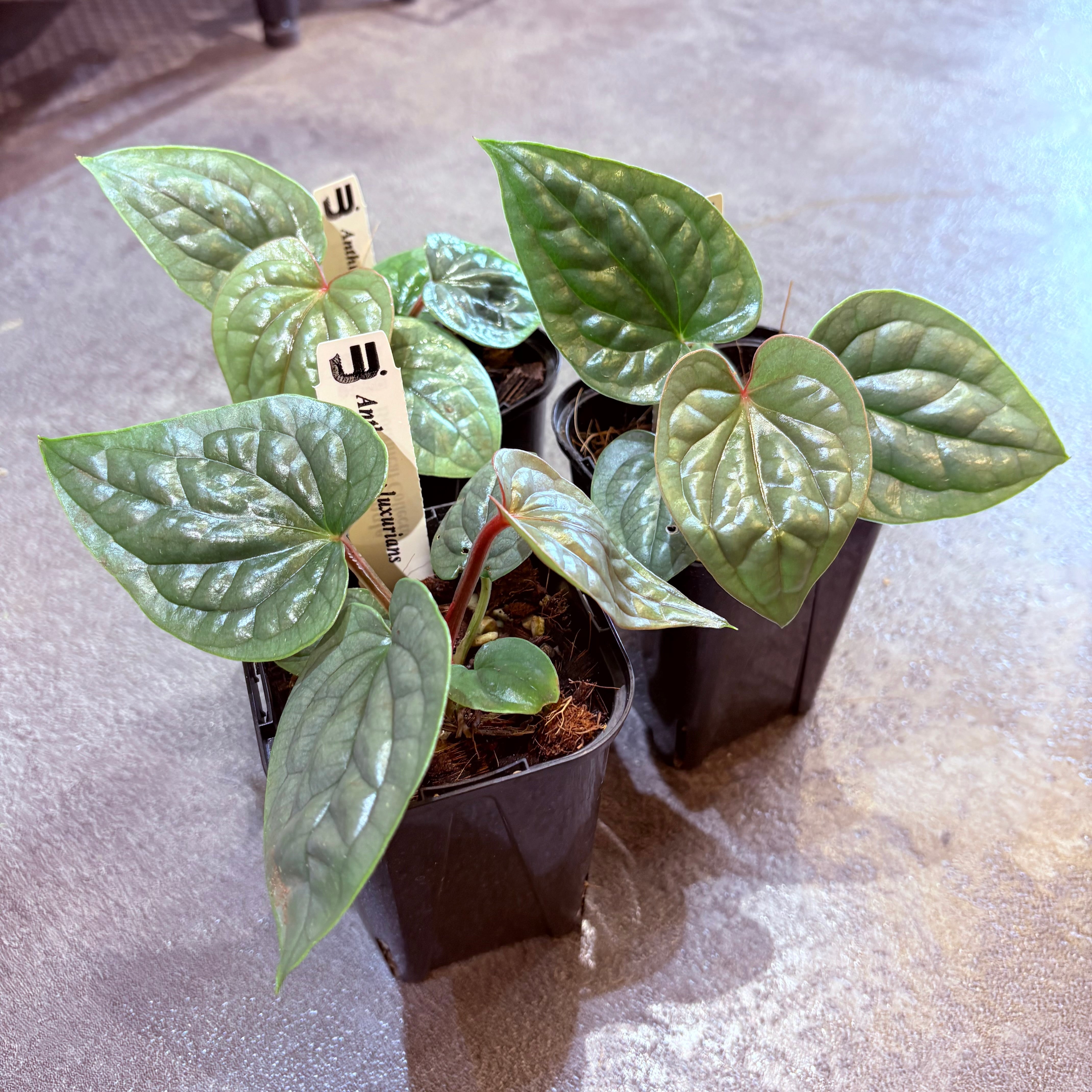 アンスリウム ルクスリアンス 3号 | Green Vibes 宇都宮市の観葉植物専門店