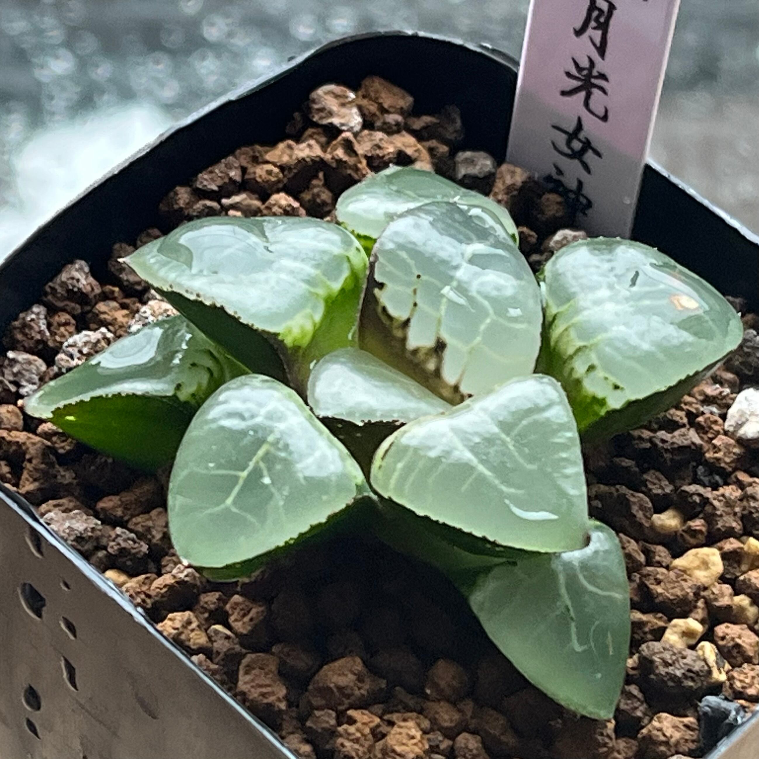 ハオルチオプシス 泪珠錦 | mocono_plants