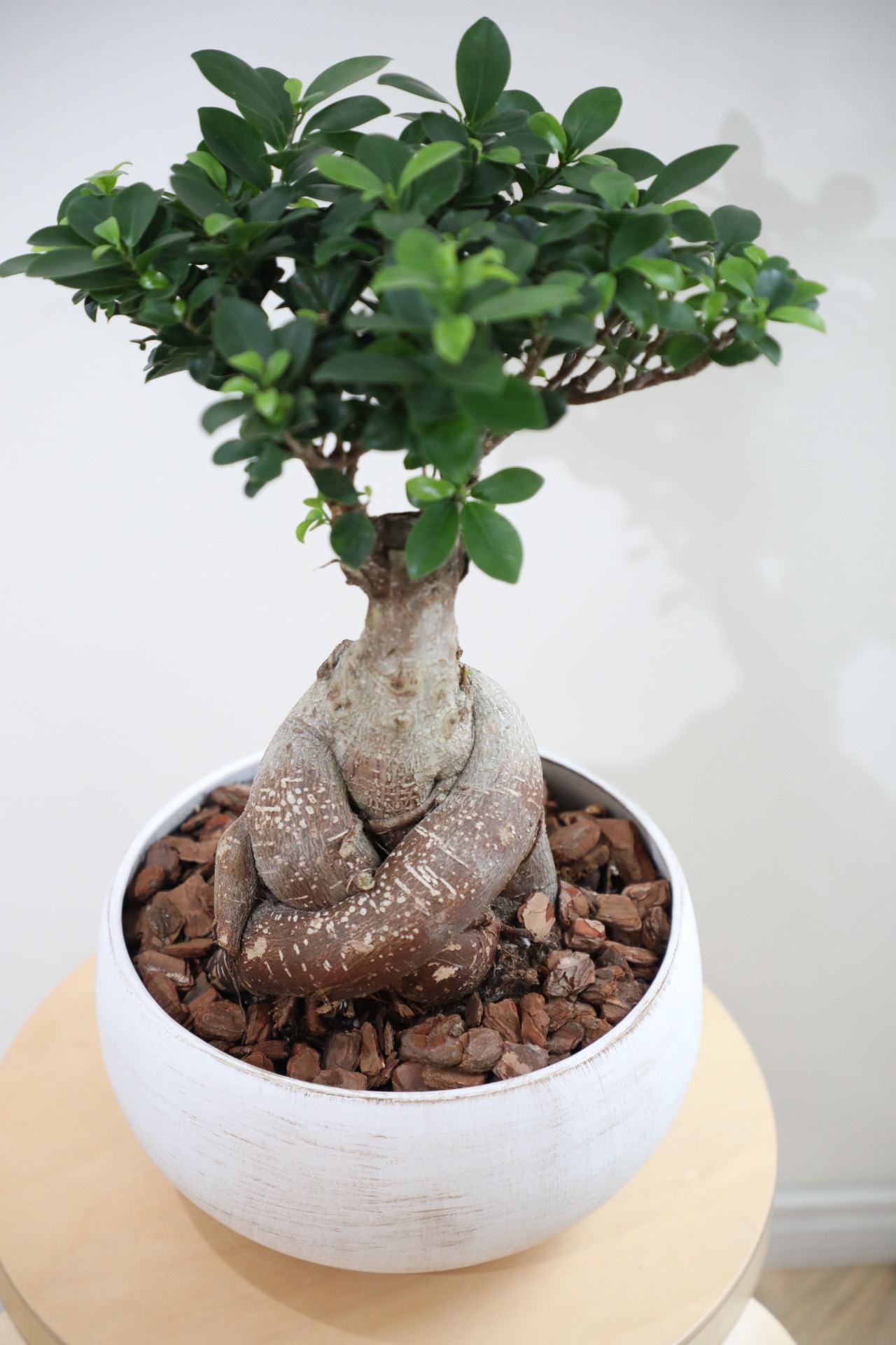 【M】ガジュマル/Ficus microcarpa