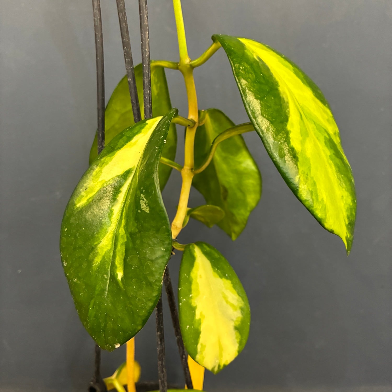 ホヤ ディベルシフォリア マハラニ 斑入り【283】 | PROTOLEAF プロト
