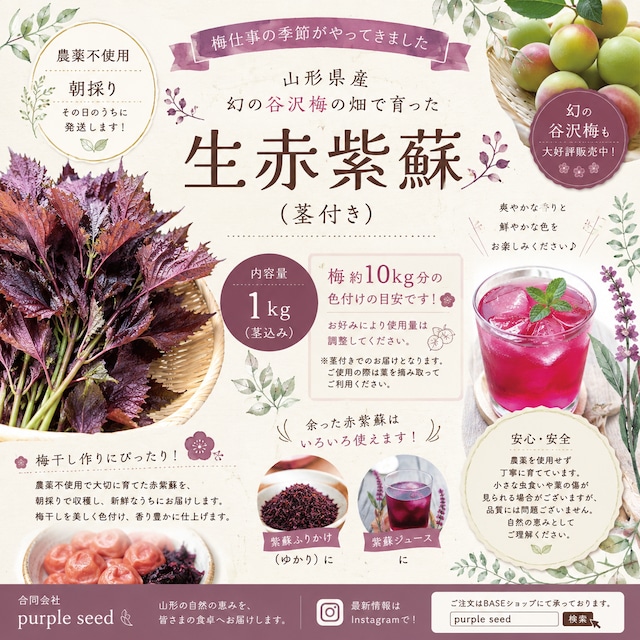 幻の谷沢梅 追熟梅1キロ 山形県産 産地直送 農薬不使用 | Purple seed