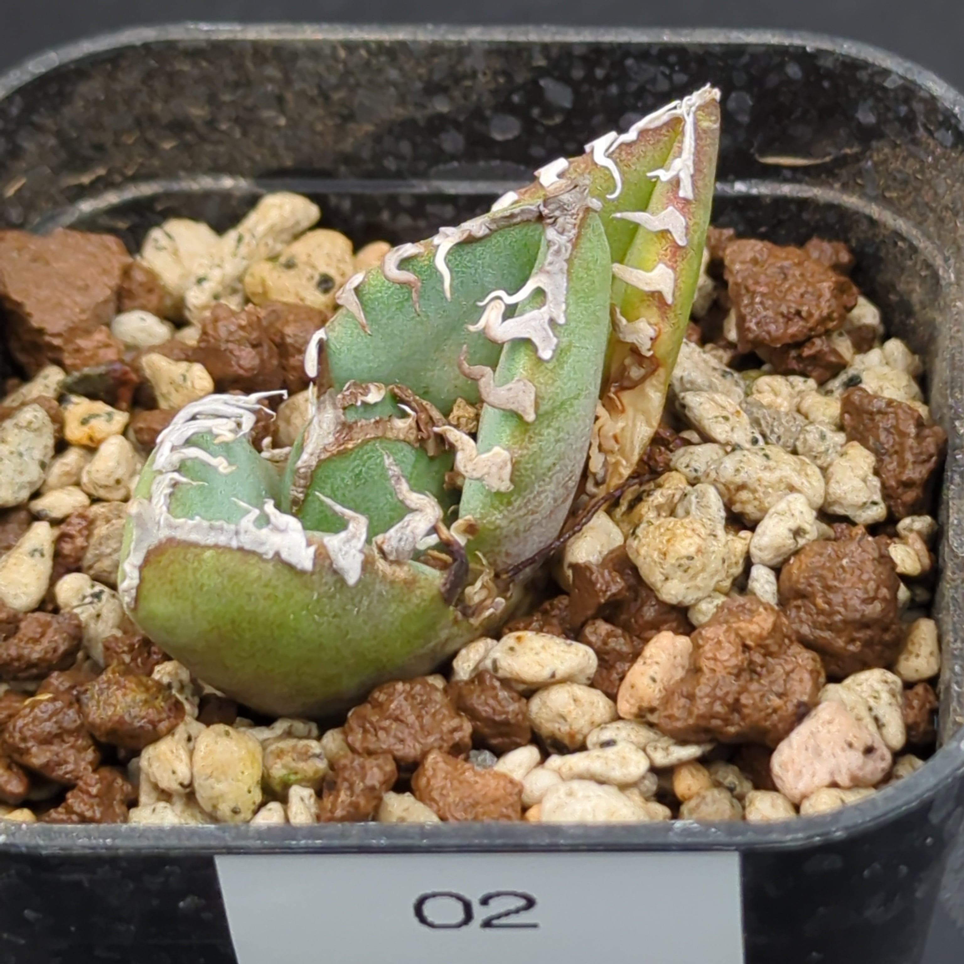 アガベ チタノタ 南アフリカダイヤモンド SAD 子株（Agave titanota