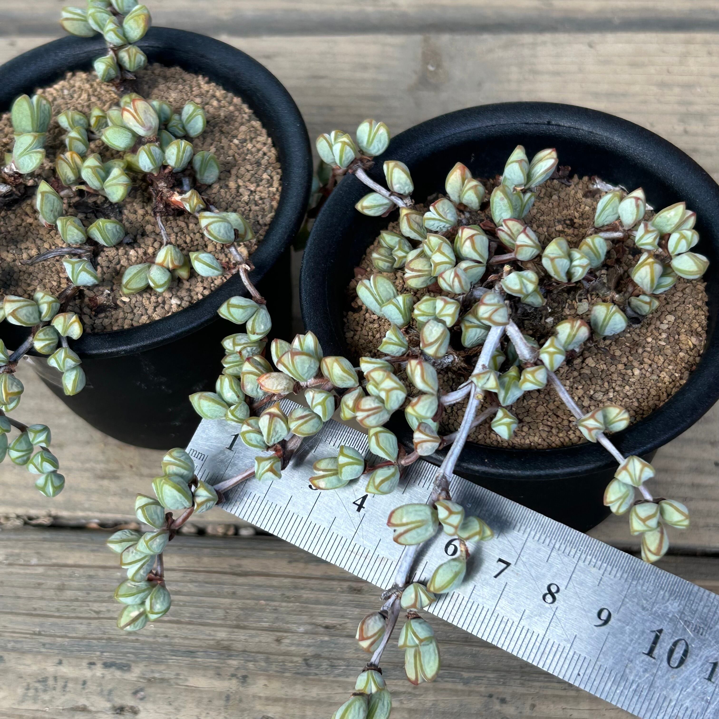 碧魚連 | RuPo 多肉植物専門店