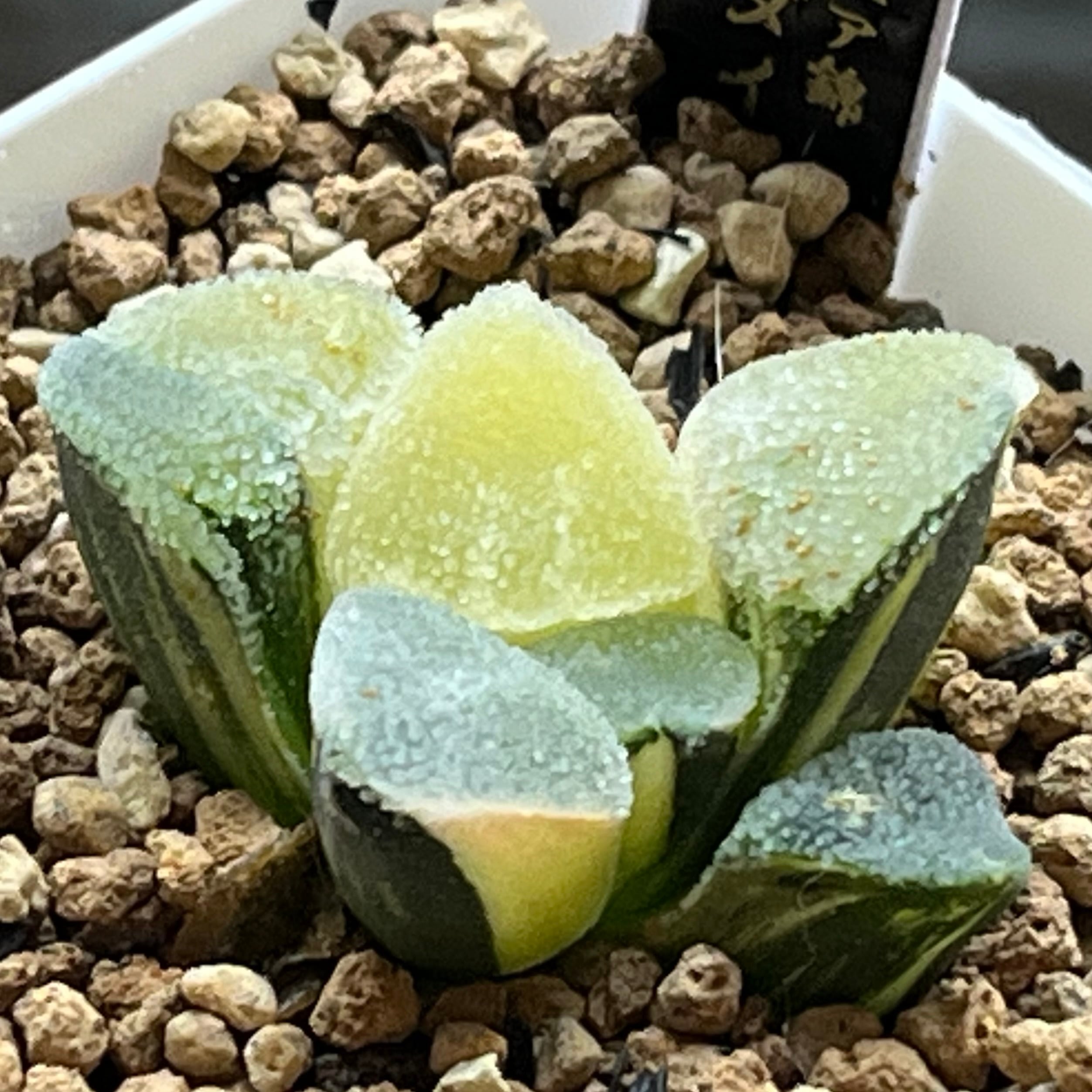 ハオルチア アトロフスカミュータント錦 | mocono_plants