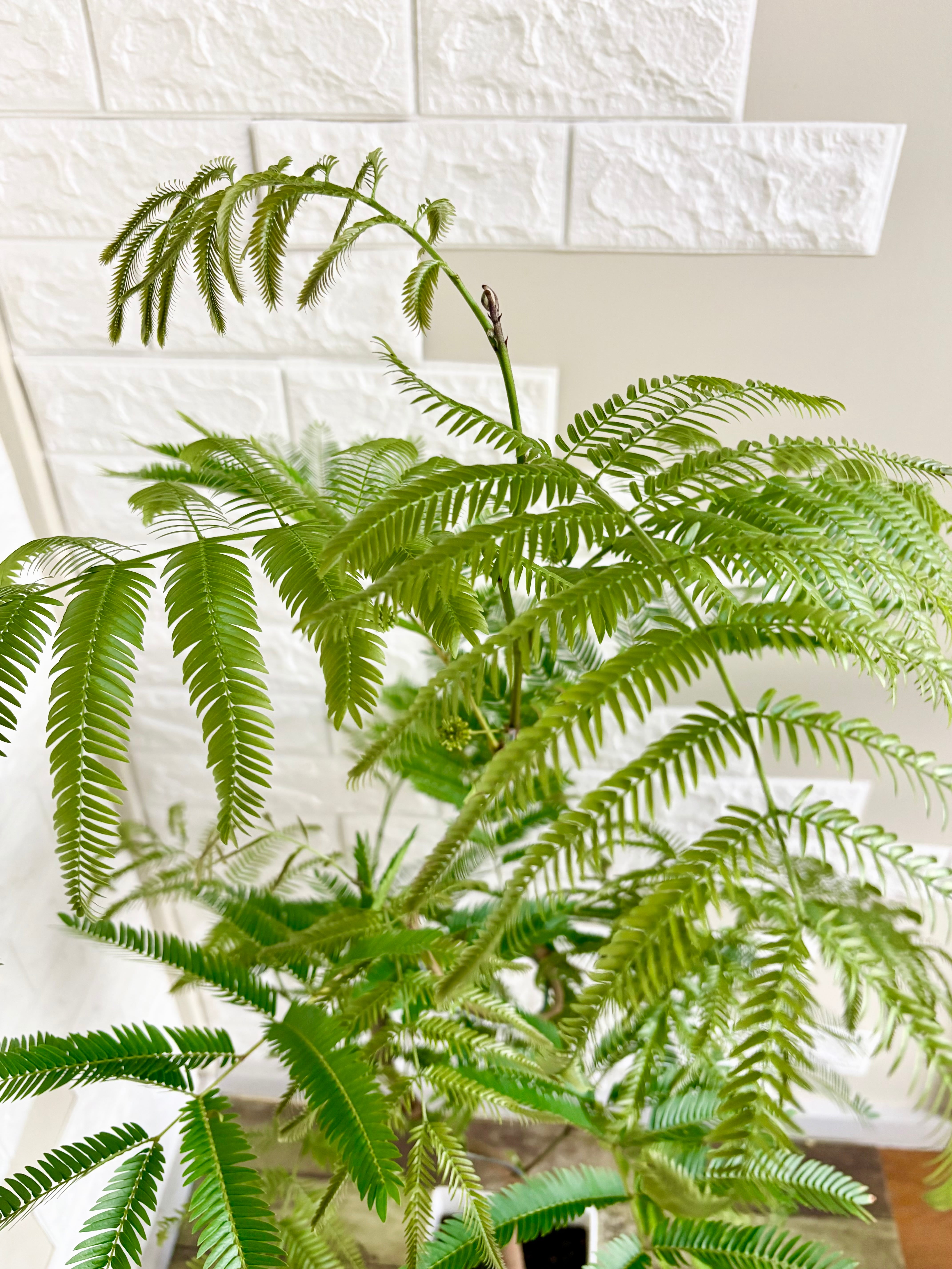 現品】エバーフレッシュ 曲がり樹形 7号鉢 観葉植物 | 観葉植物のお店