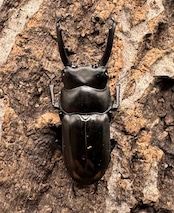 《ヒマラヤコクワ 39mm ペア+♂おまけ》