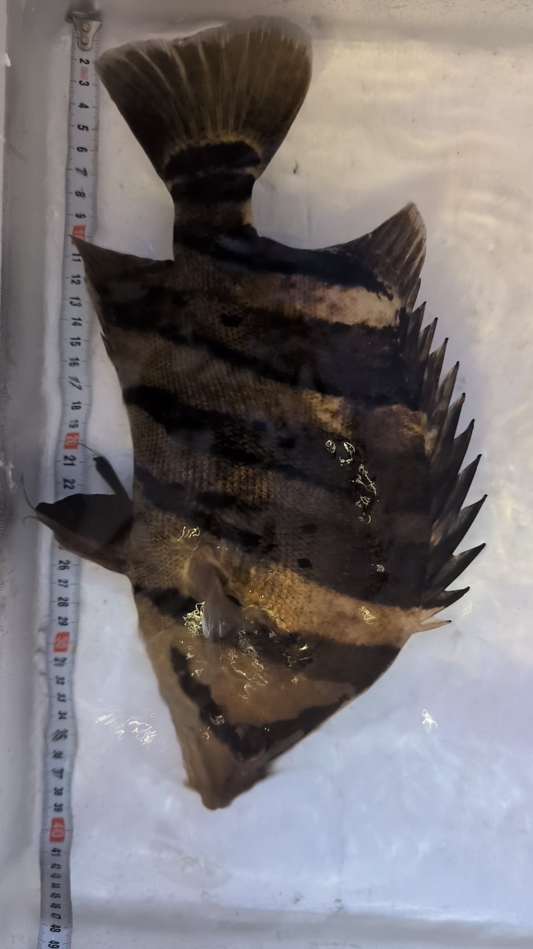 ダトニオプラスワン③ ±36cm | アロワナ等の大型魚・熱帯魚の