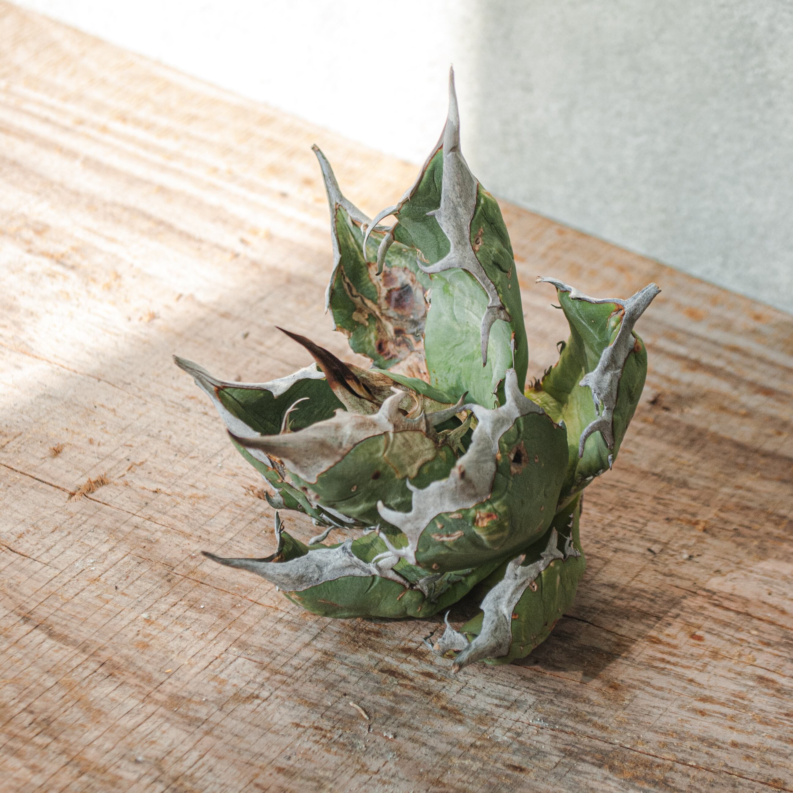 アガベ オテロイ Agave Oaxaca アガベ オテロイ No.30 | Agave Rocon