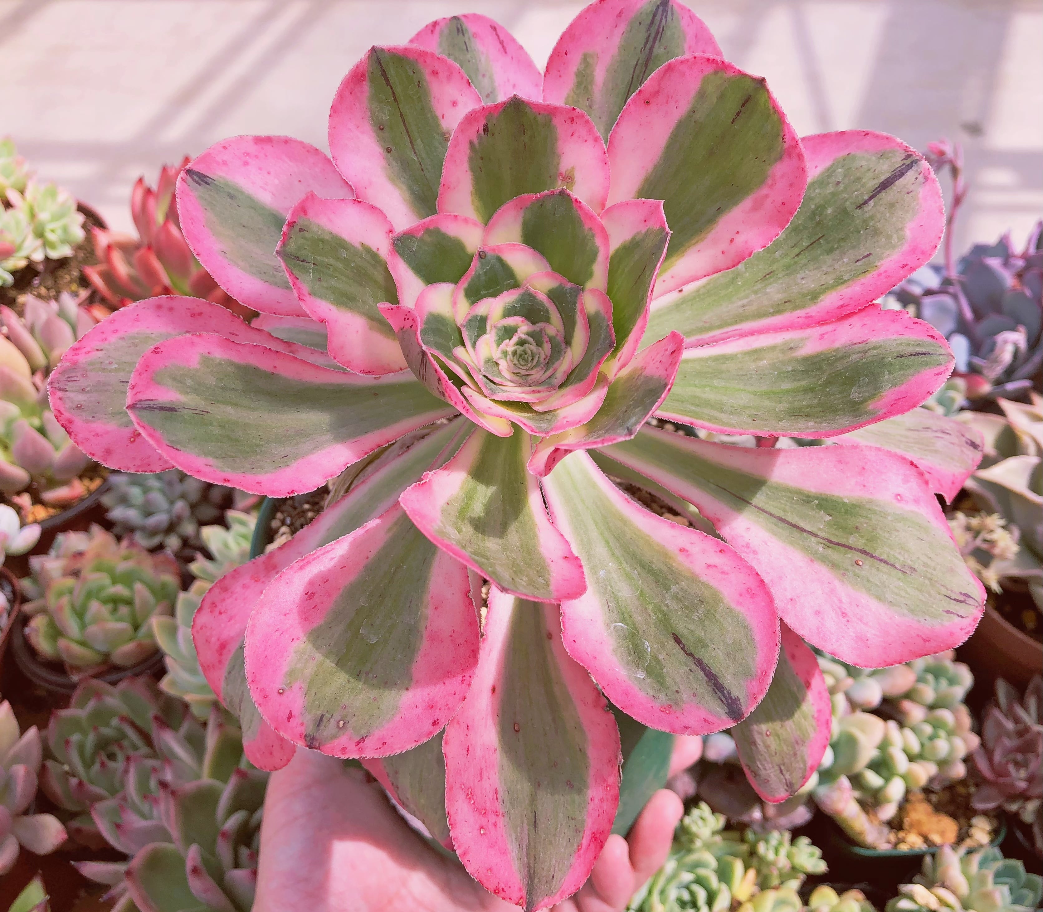 超レア 多肉植物 燕姿錦 特大 | るる農園~多肉植物専門