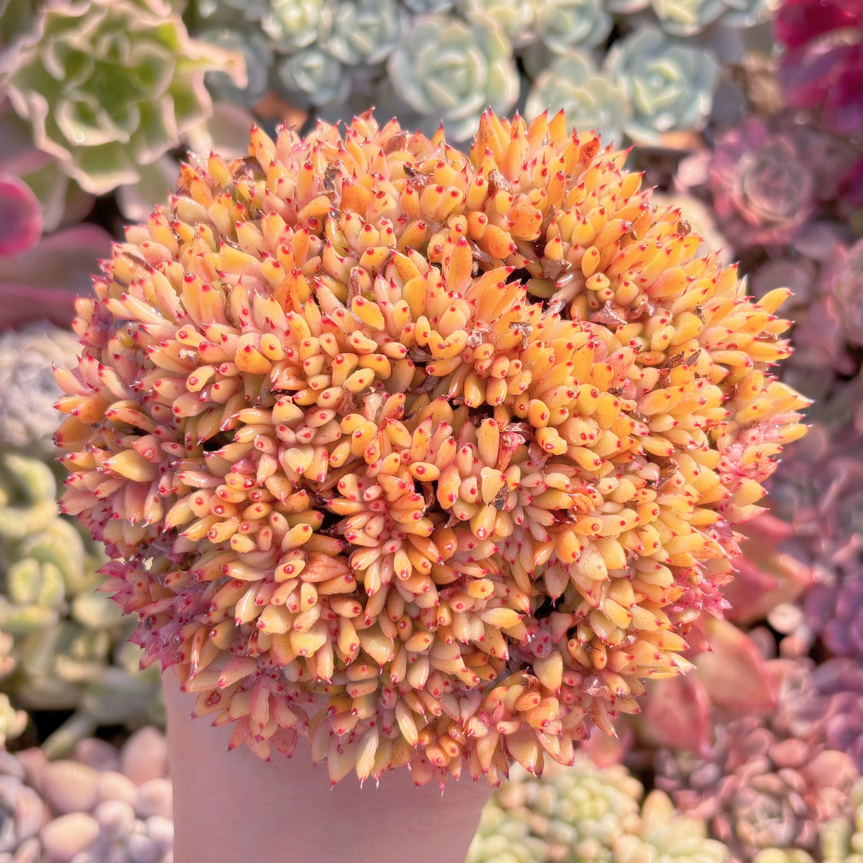 現品　魅惑の宵缀化　特大#872　るる農園